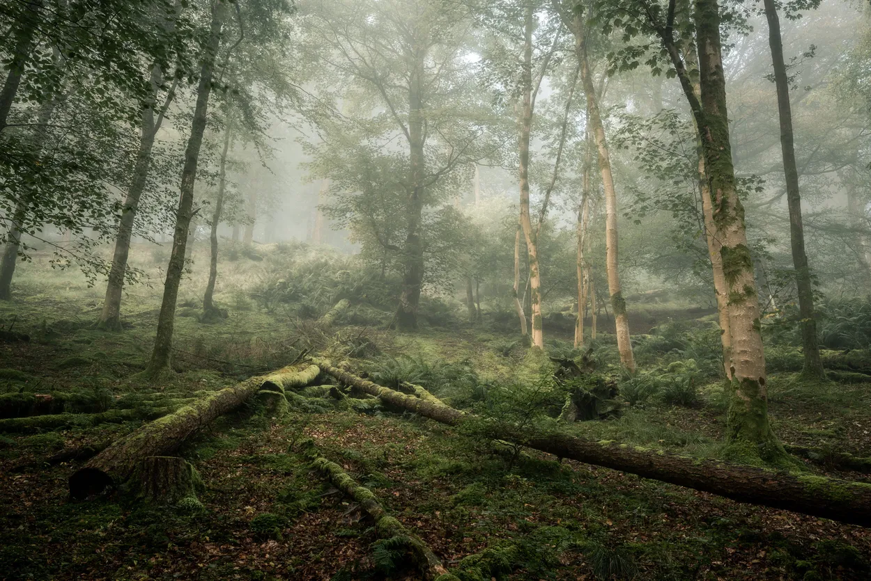 Deerbolts Wood