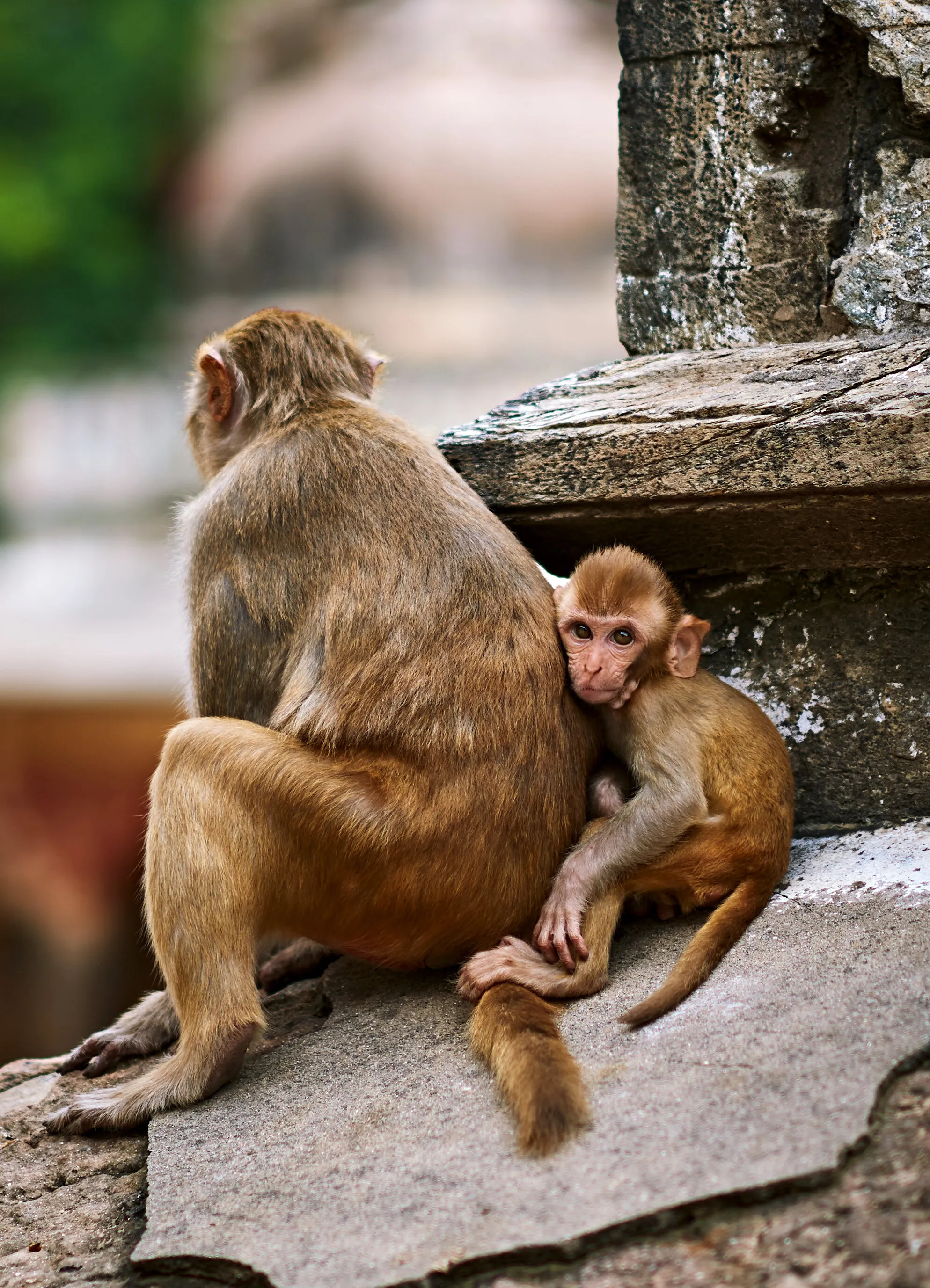 Monkey Temple