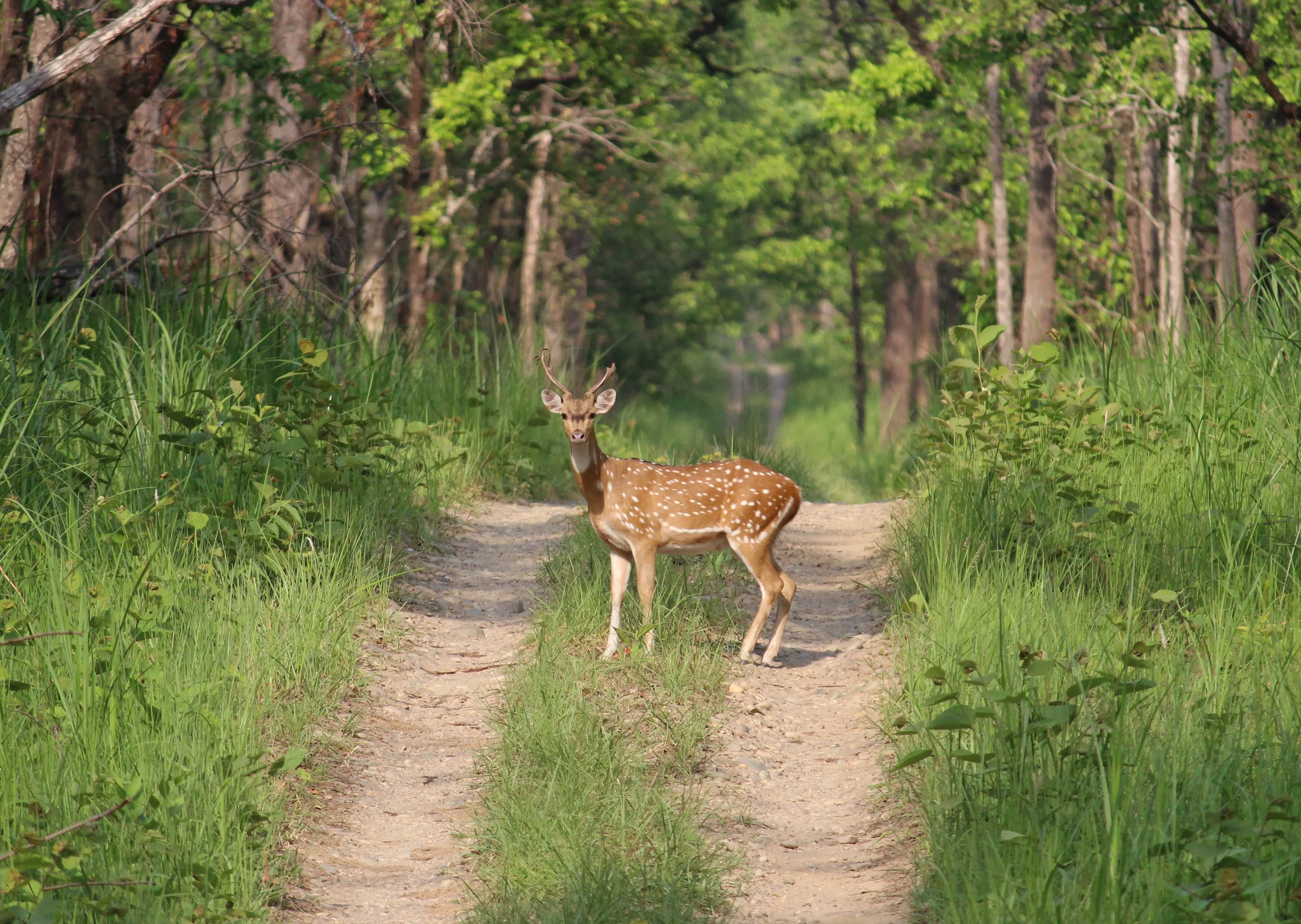 A DEER WITH WHITE SPOTS