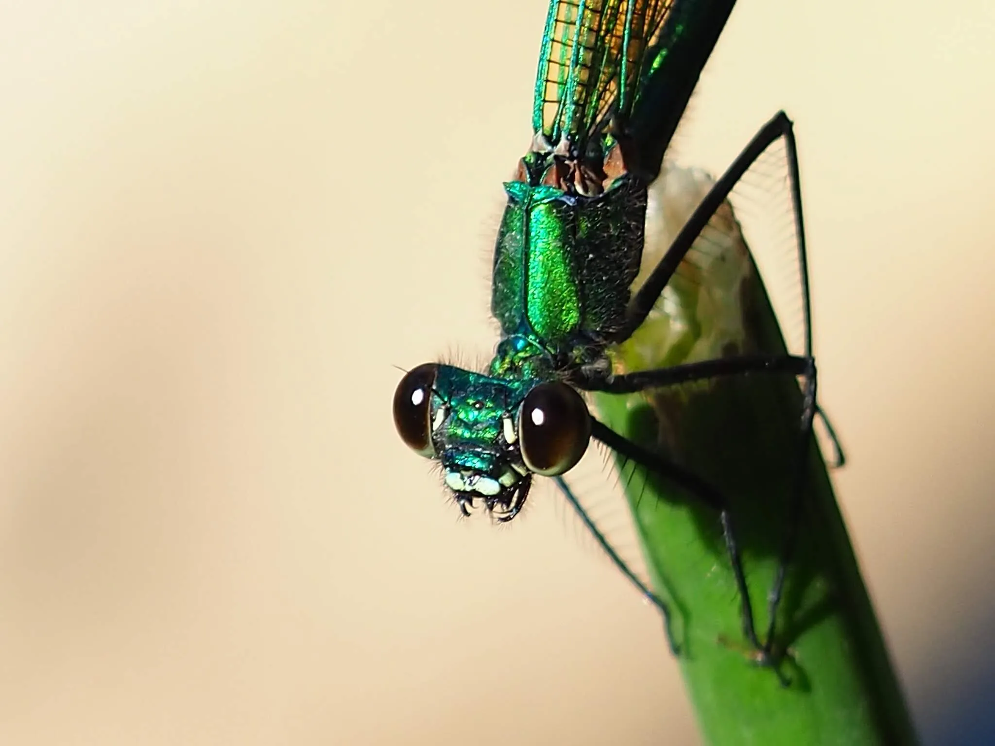 Green damselfly