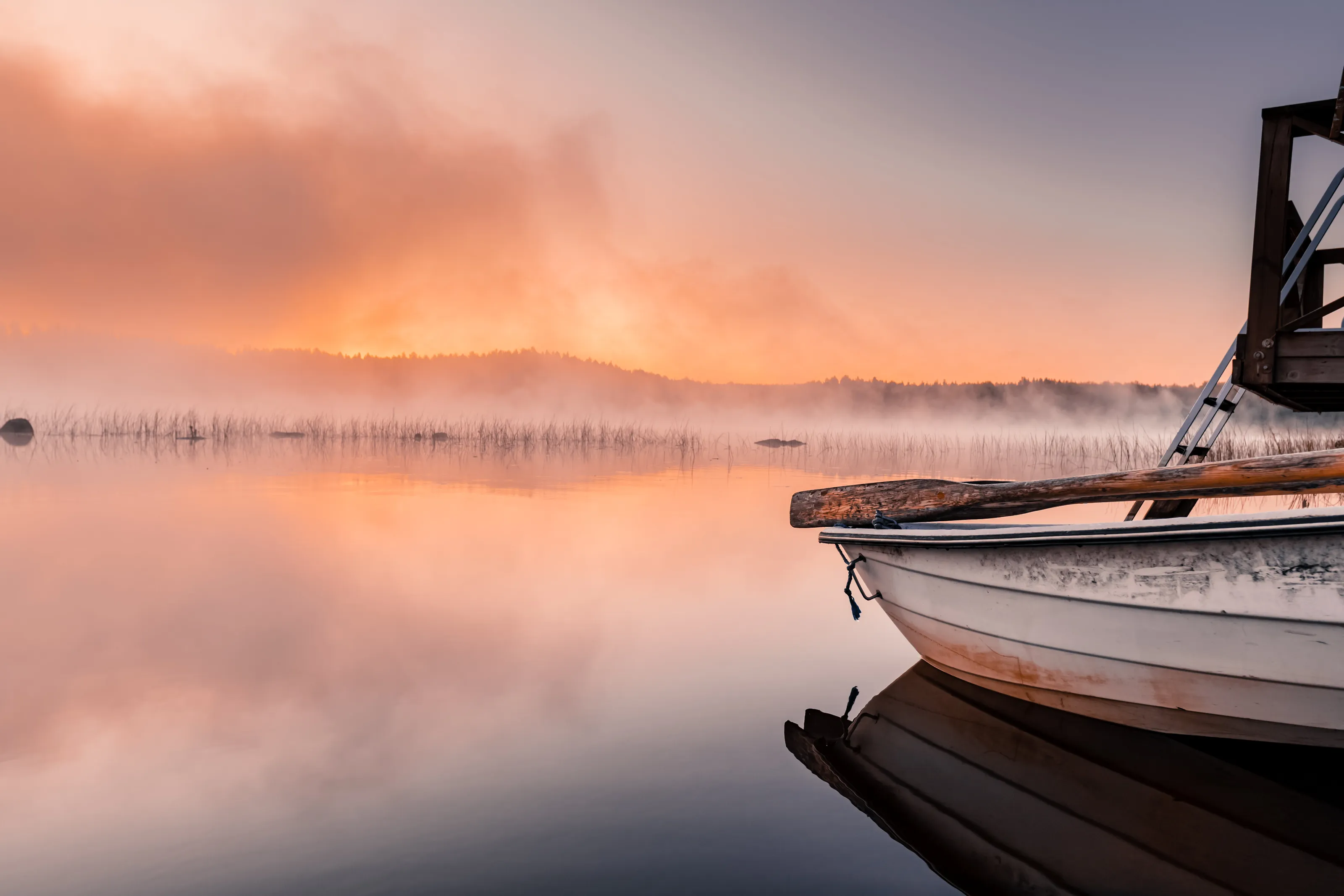 Fresh morning