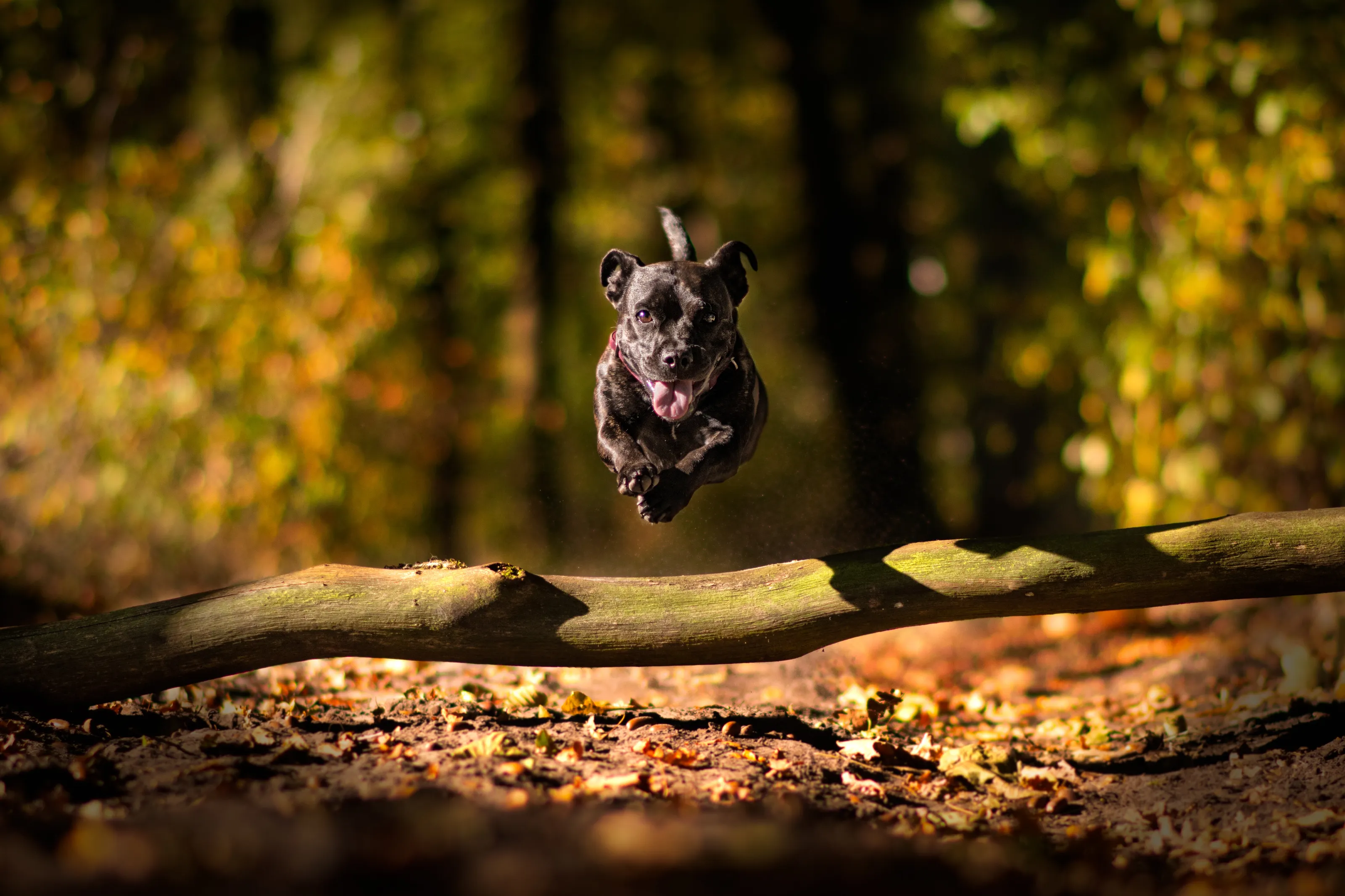 Jumping Jaz