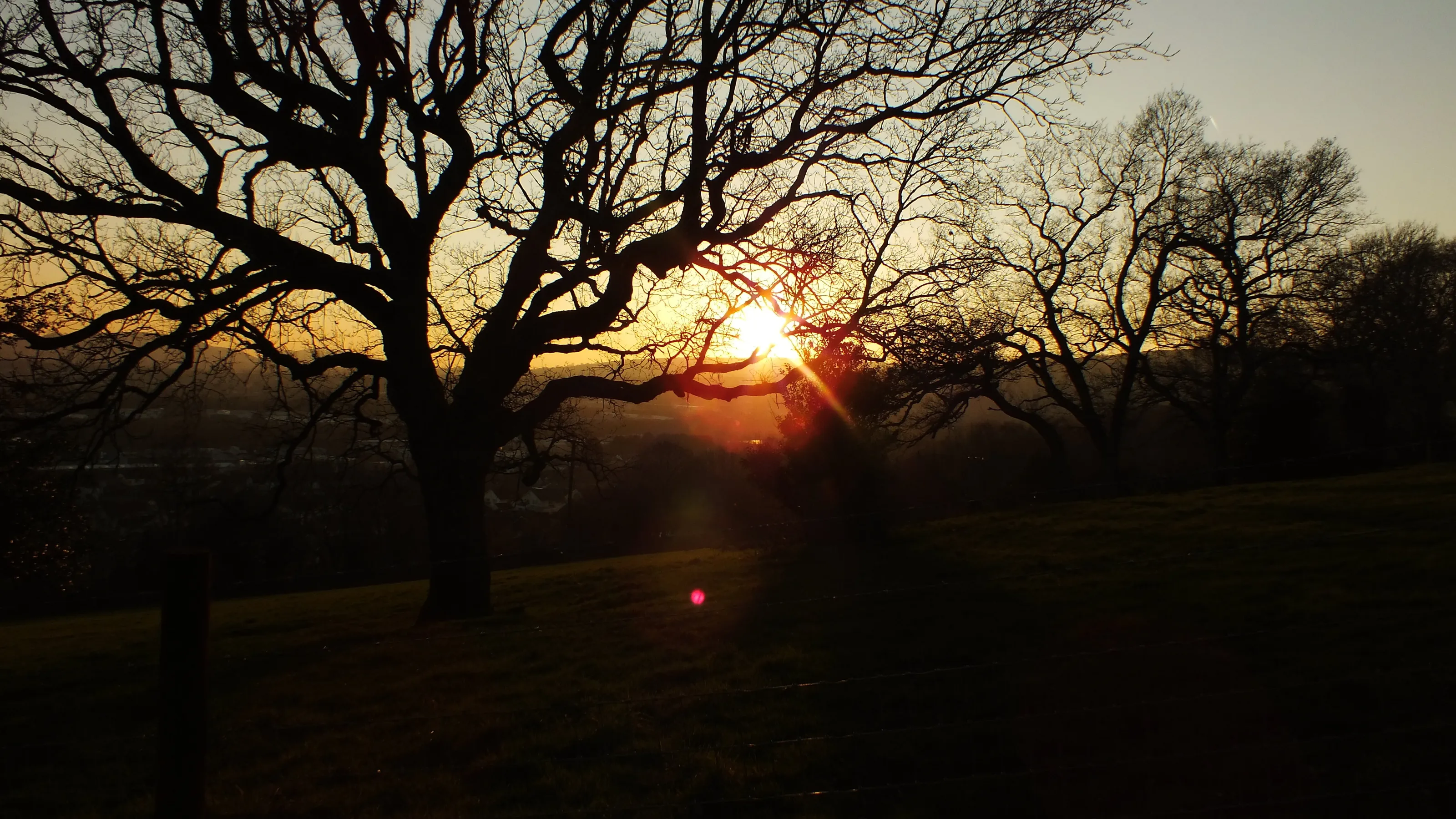 Through the trees