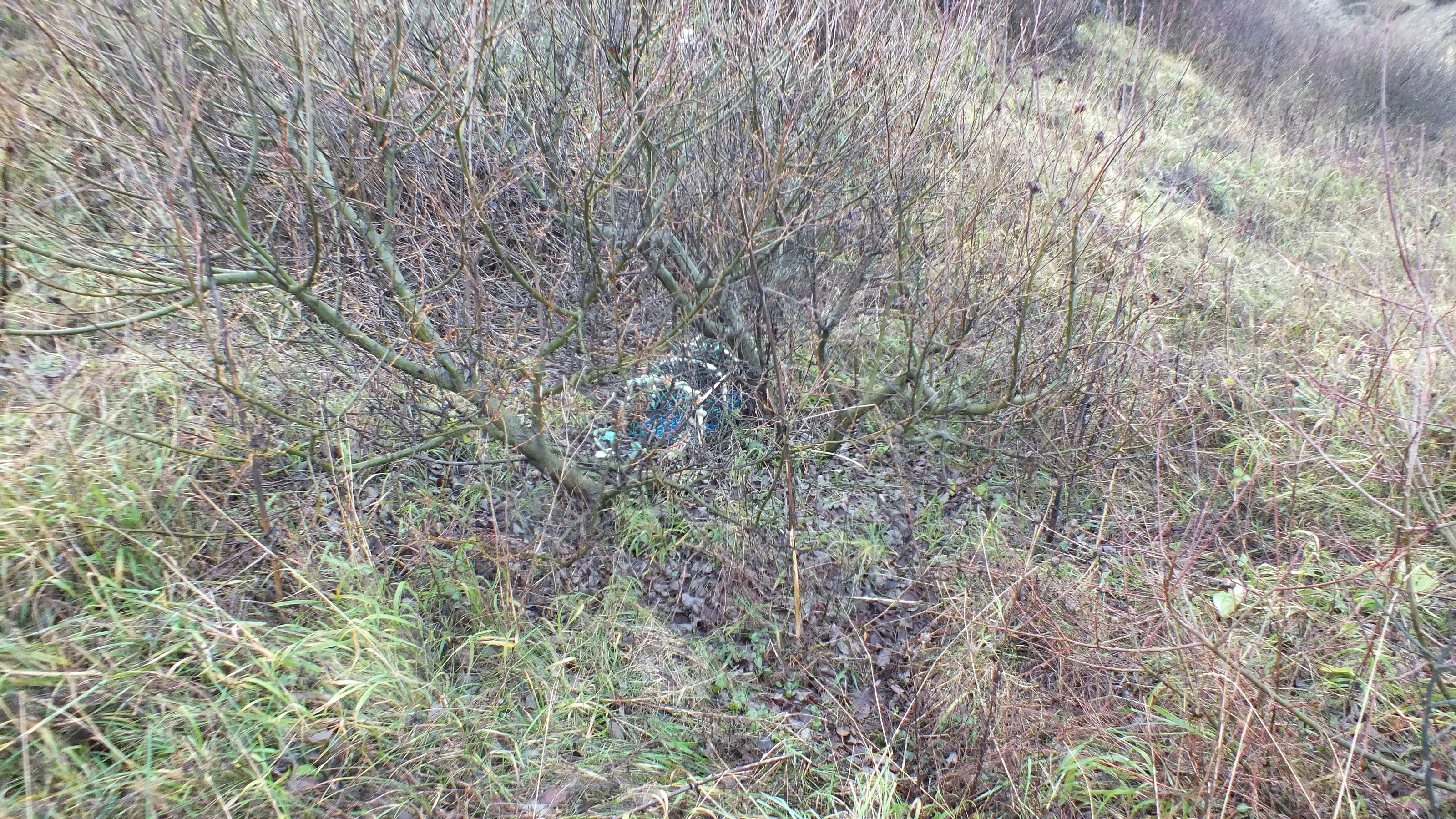 Crab pot in tree