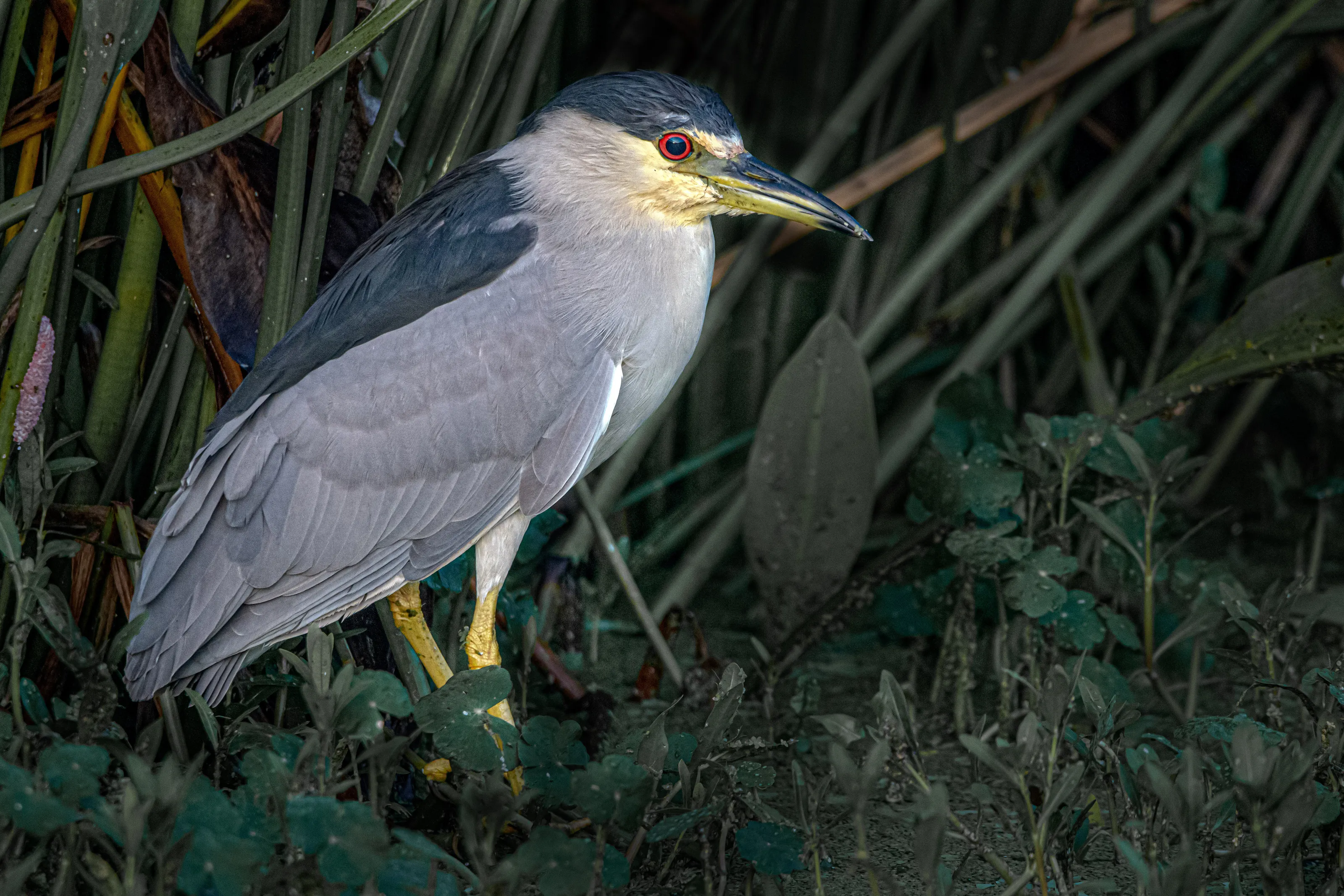 Black Crowned Night Heron