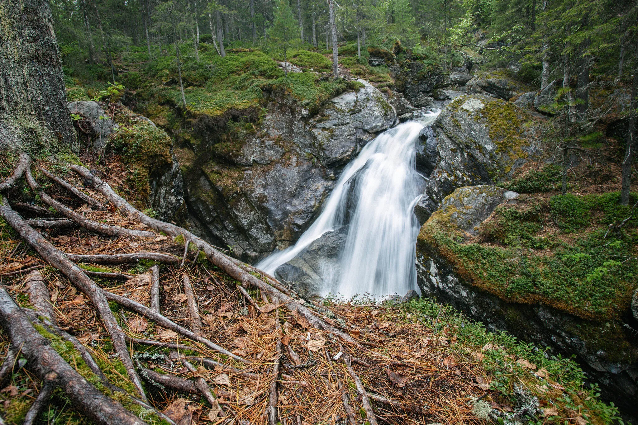 Siberian jungle