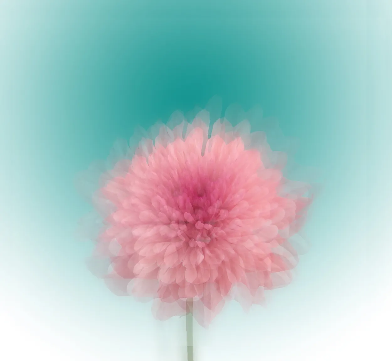 flower power- variable visions