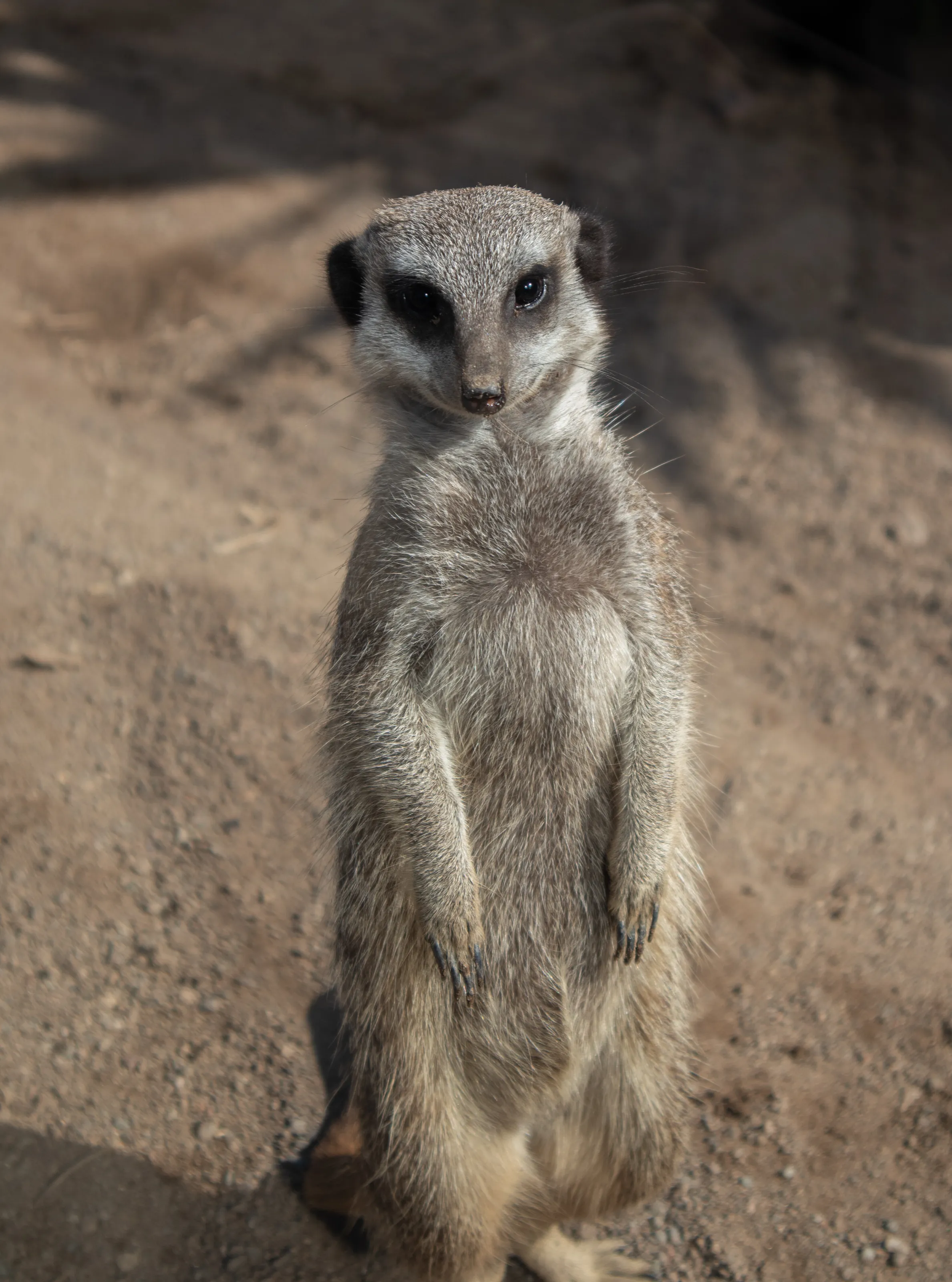 Meerkat posing for the camera