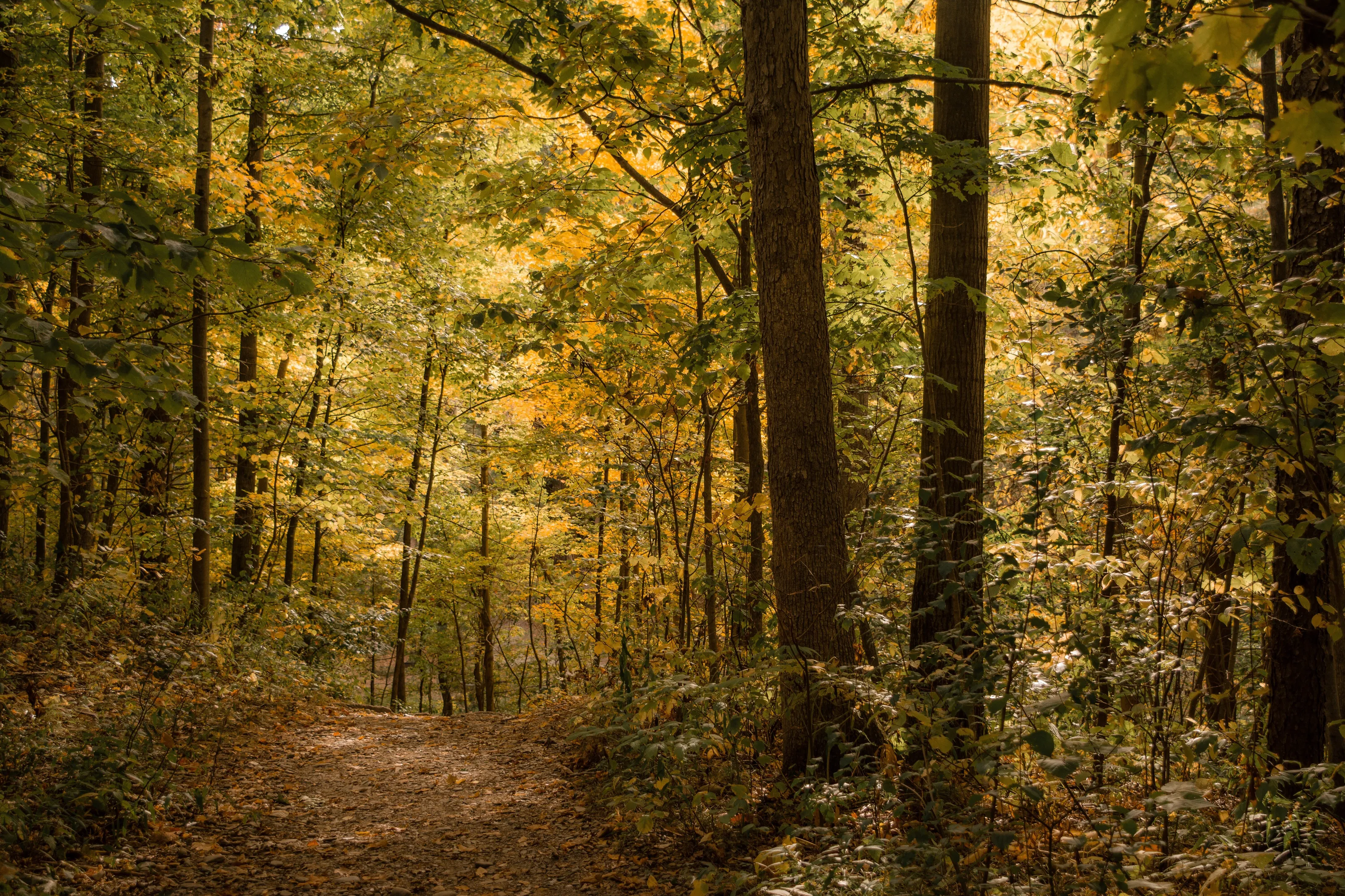 Make your own path.
