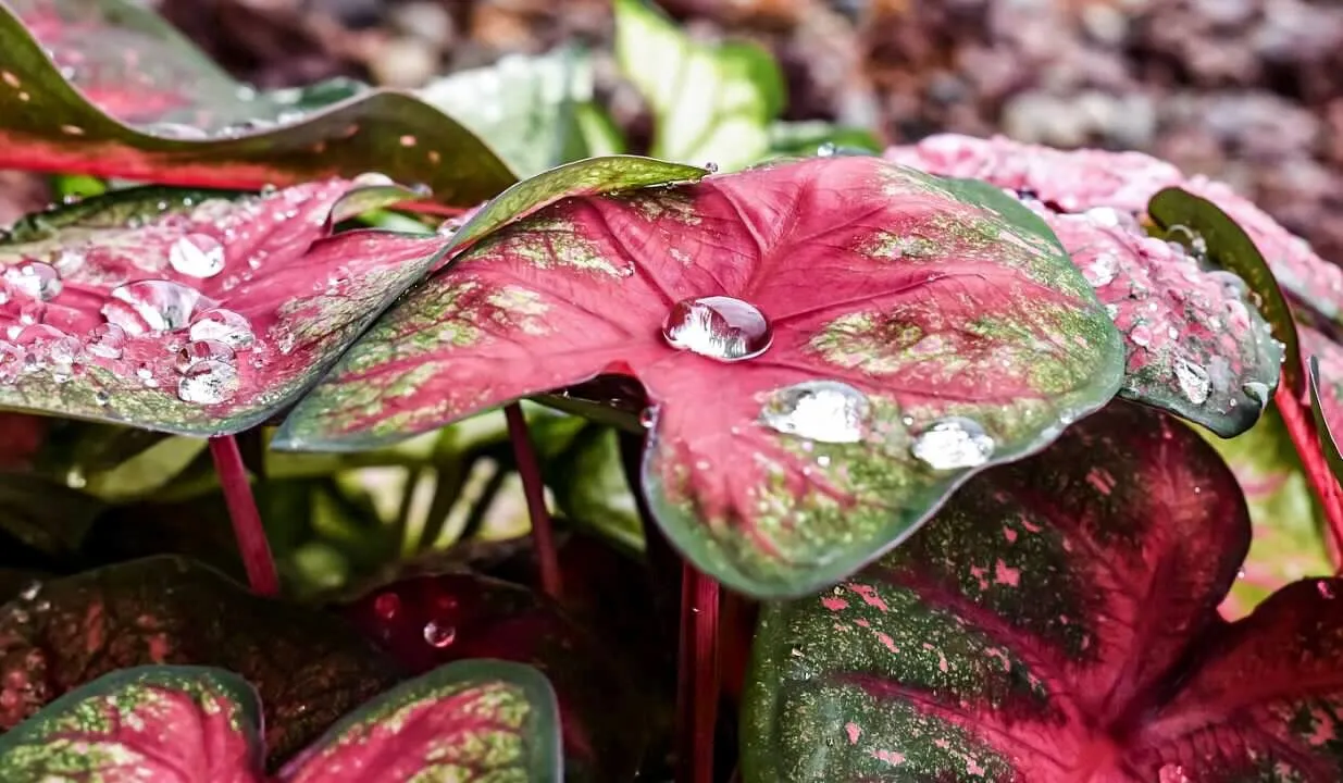Drops of Reflection