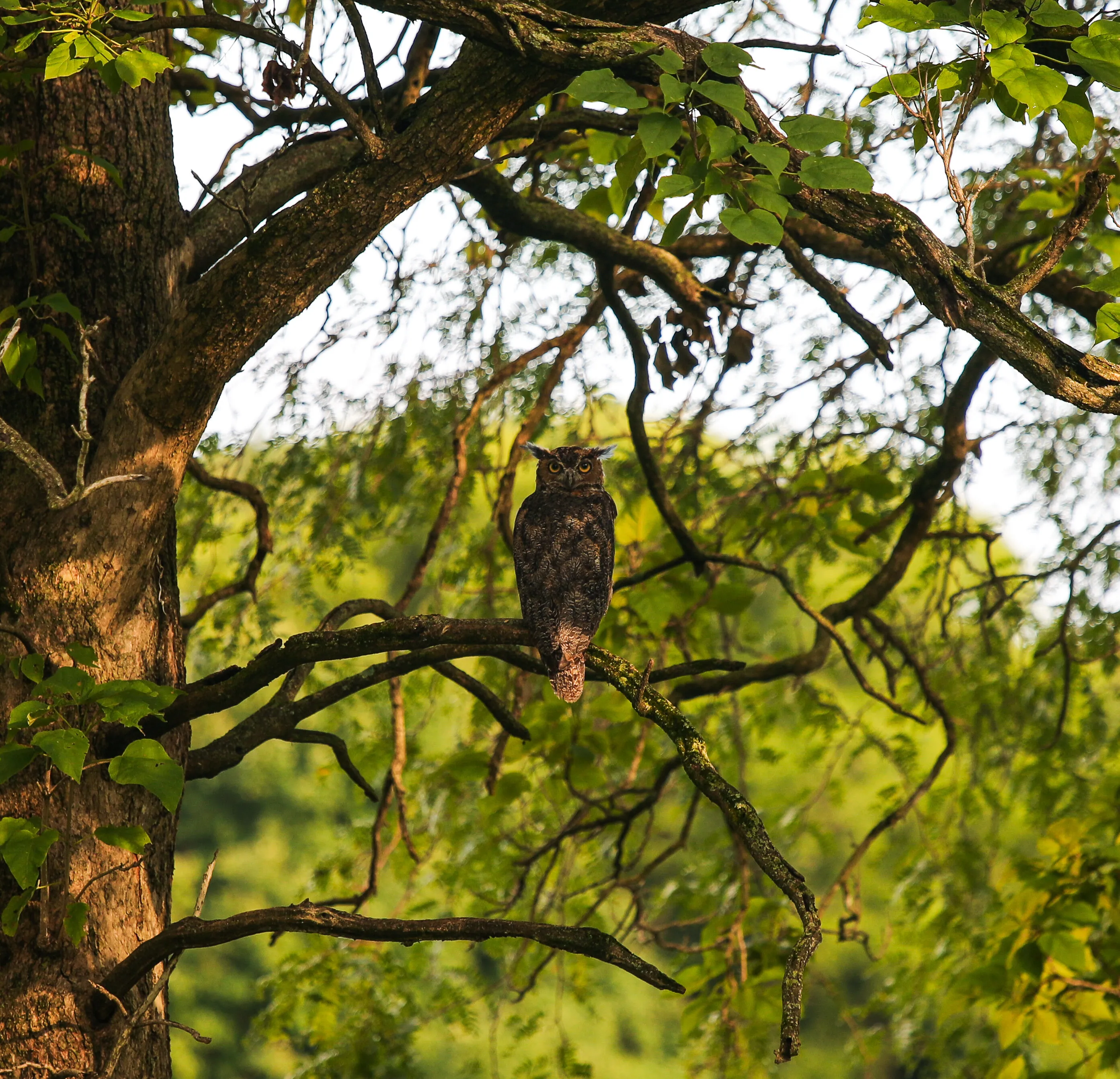 Horned Owl