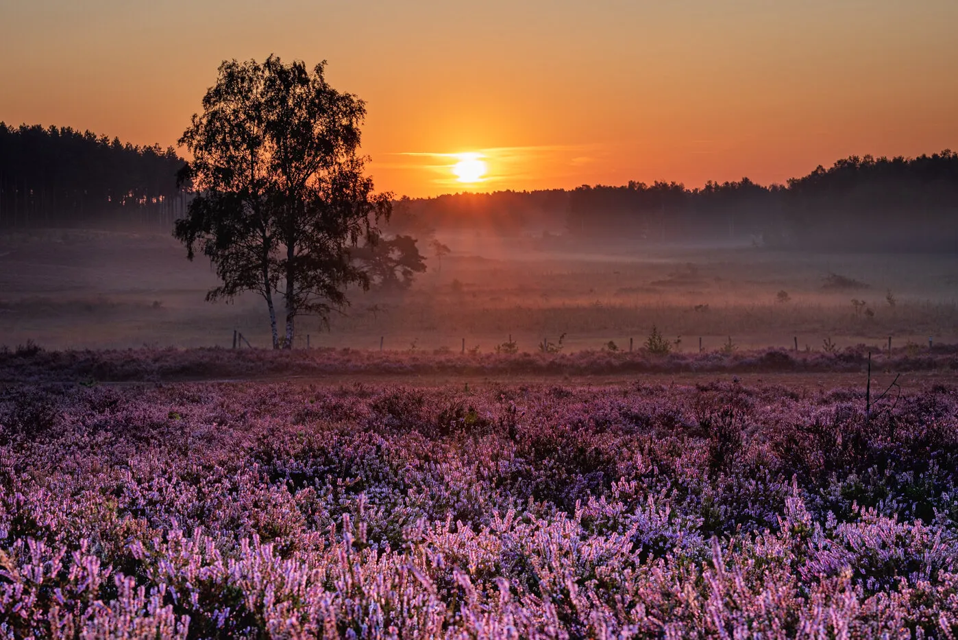 Sunrise on the heathland