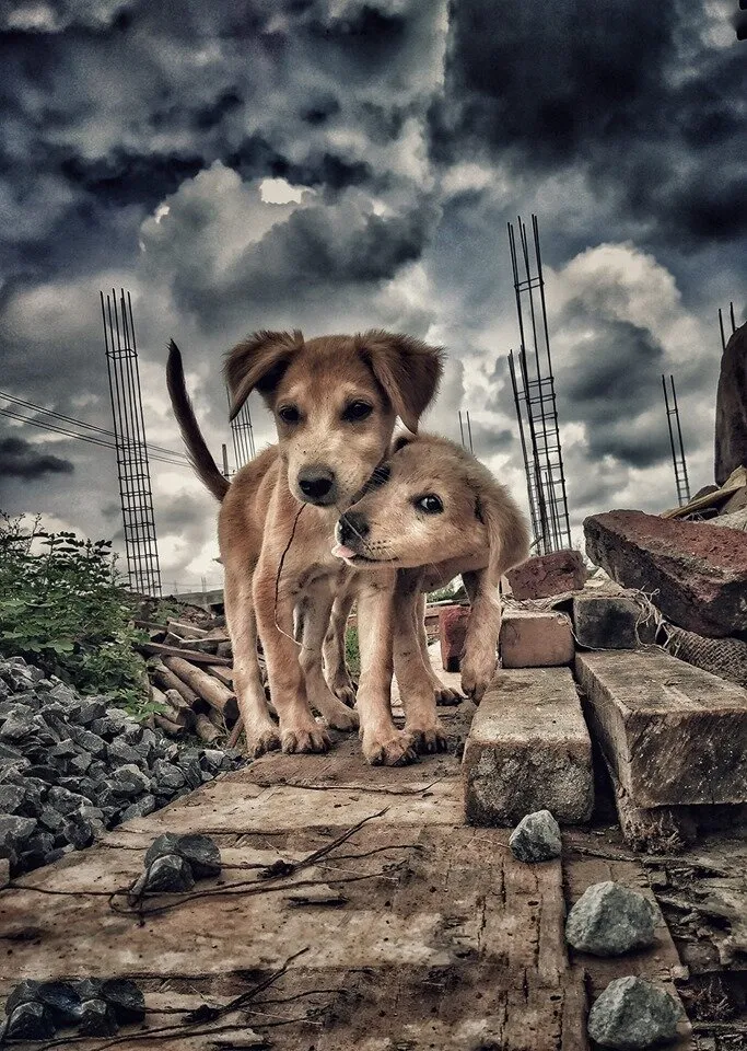 love puppy