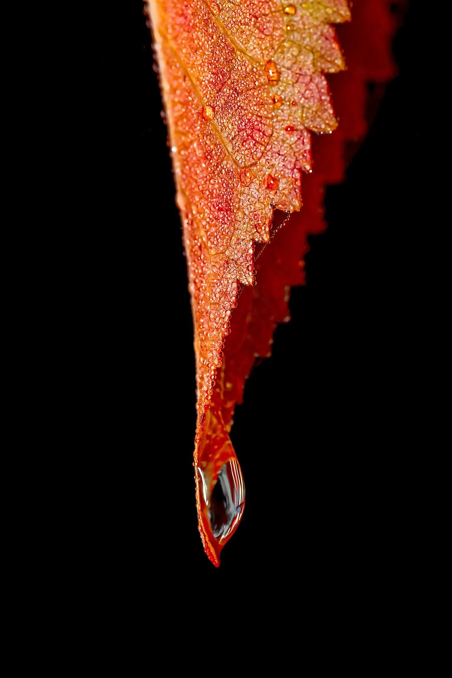 Single Autumn Leaf with droplet