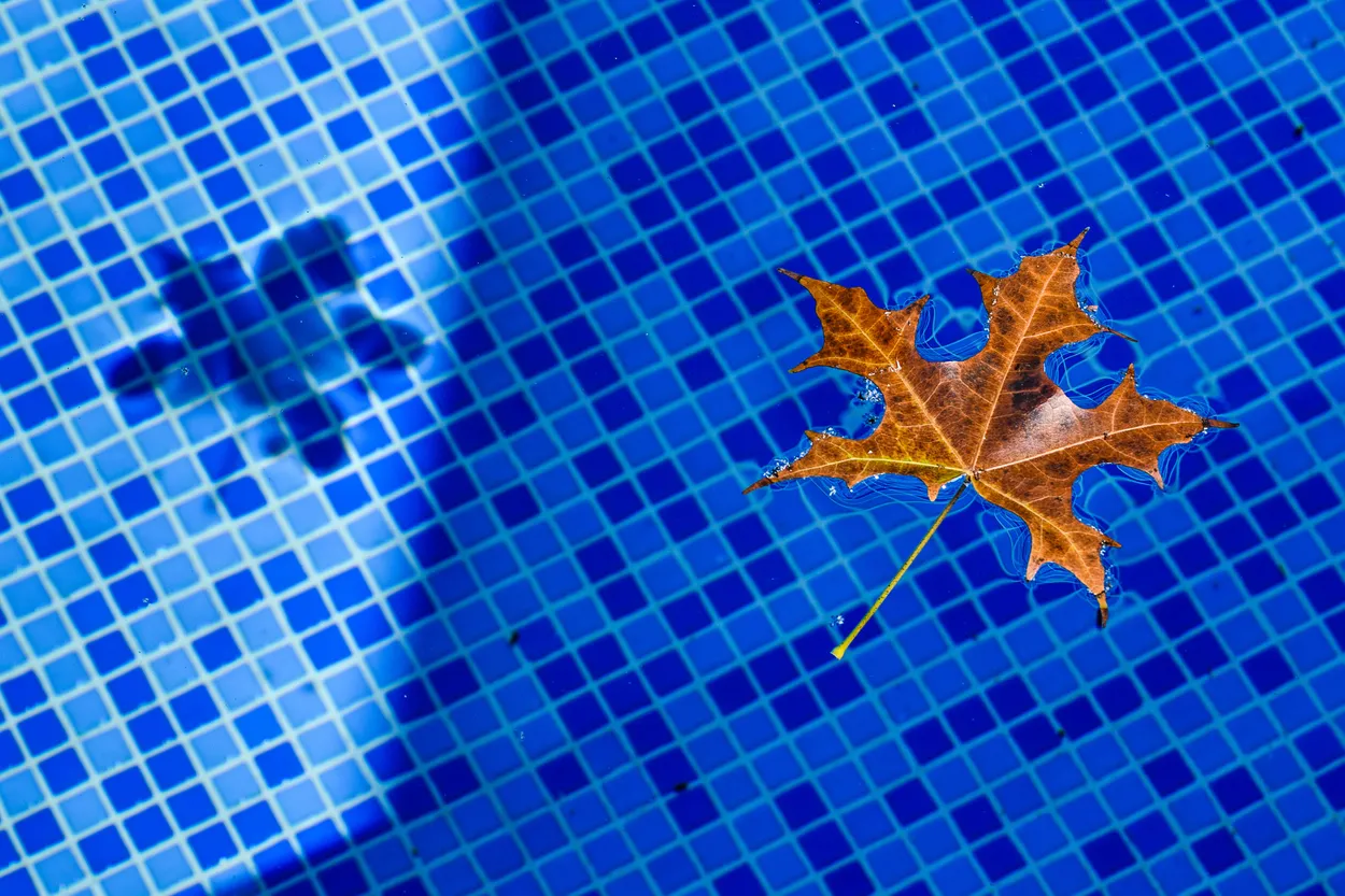 Leaf shadow