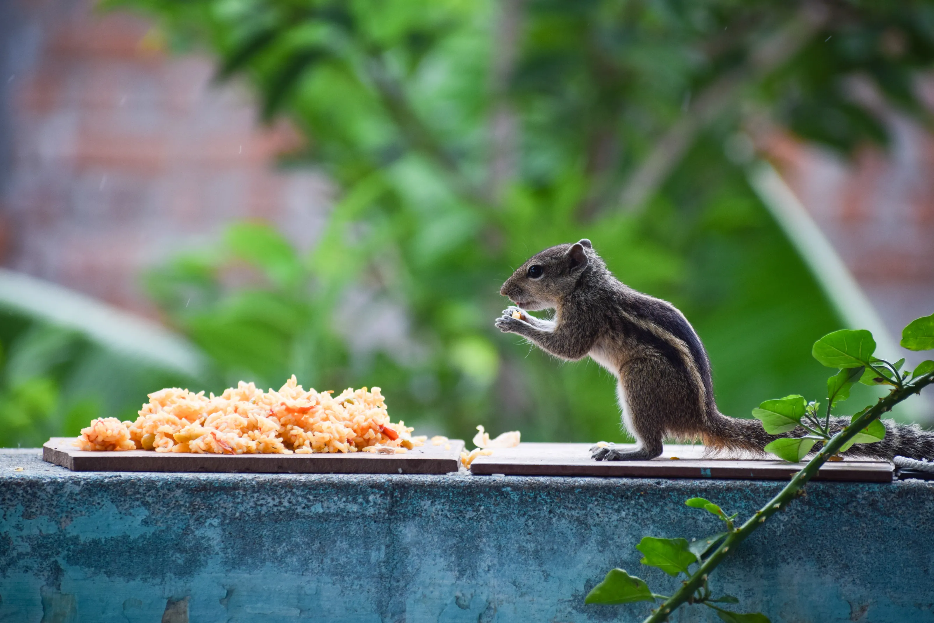 The Squirrel