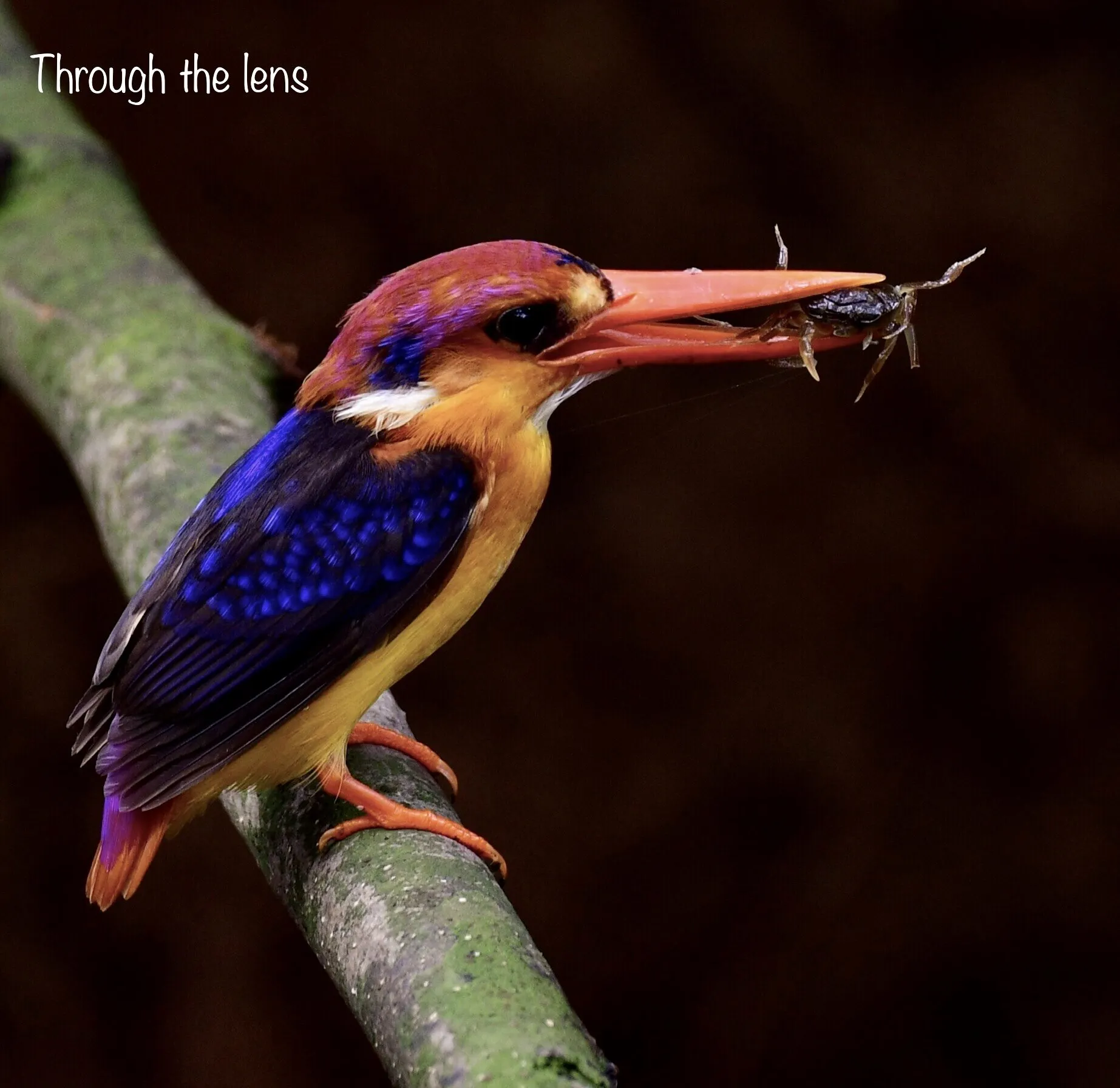 Oriental Dwarf Kingfisher with a kill