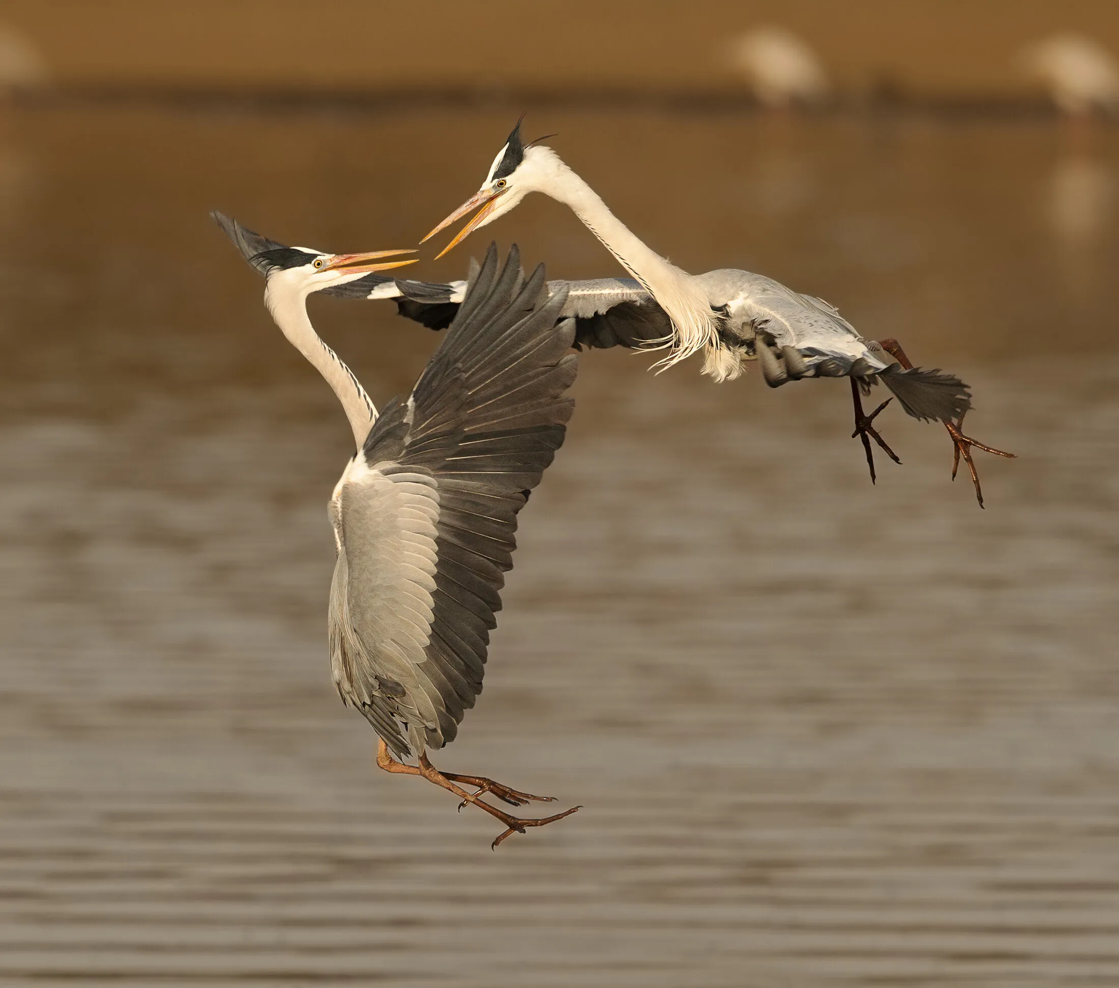 Fighting Grey Herons