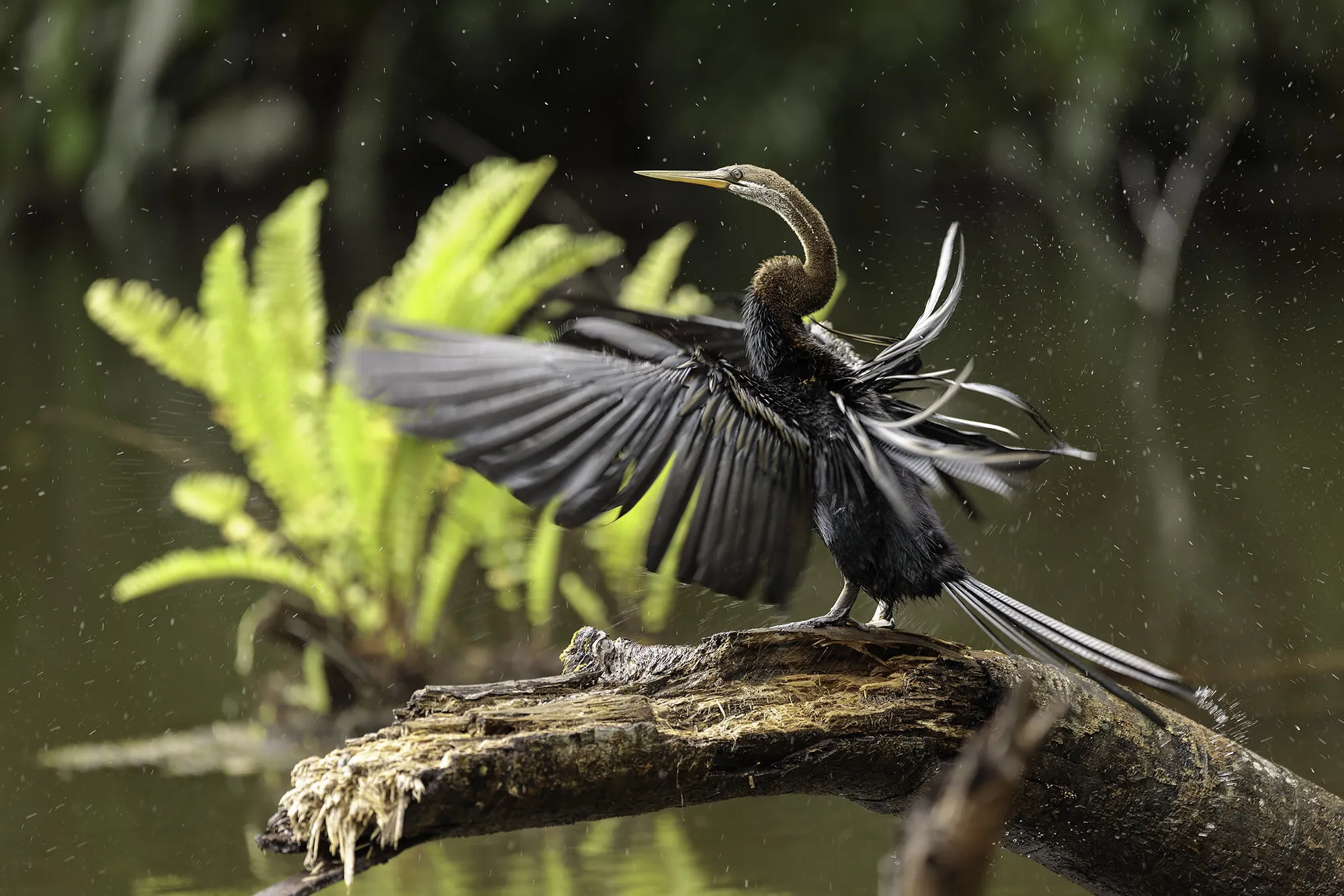 Anhinga melanogaster