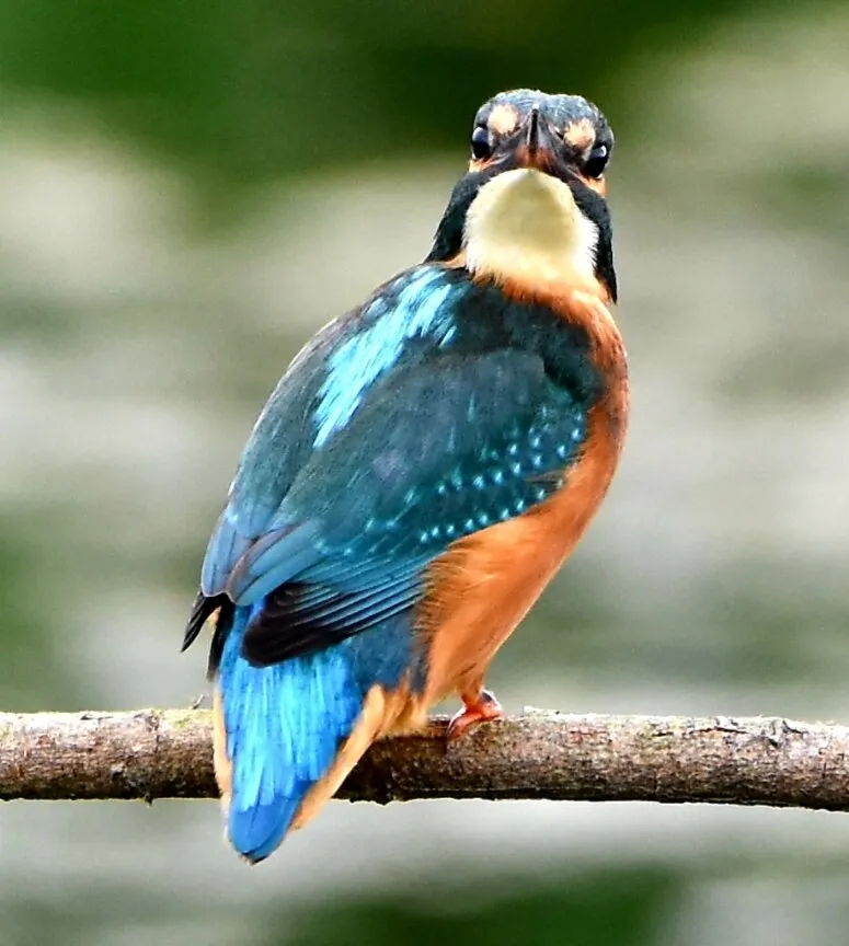 The Kingfisher.