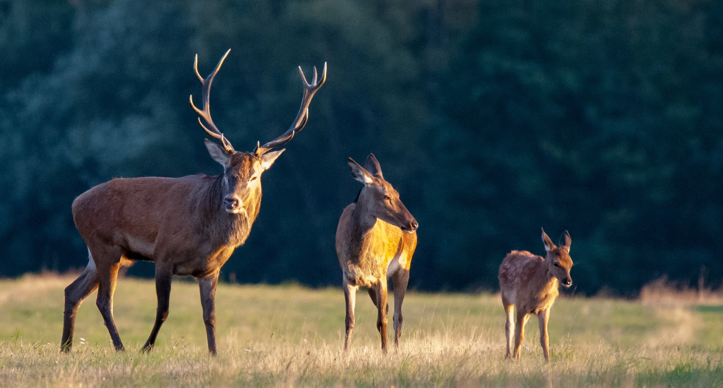 The red deer family
