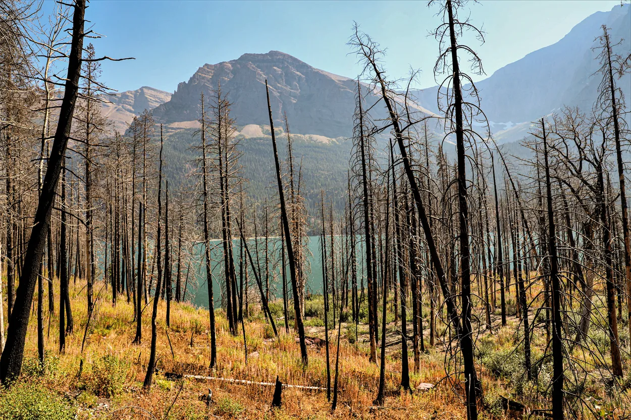 Entry 9102674