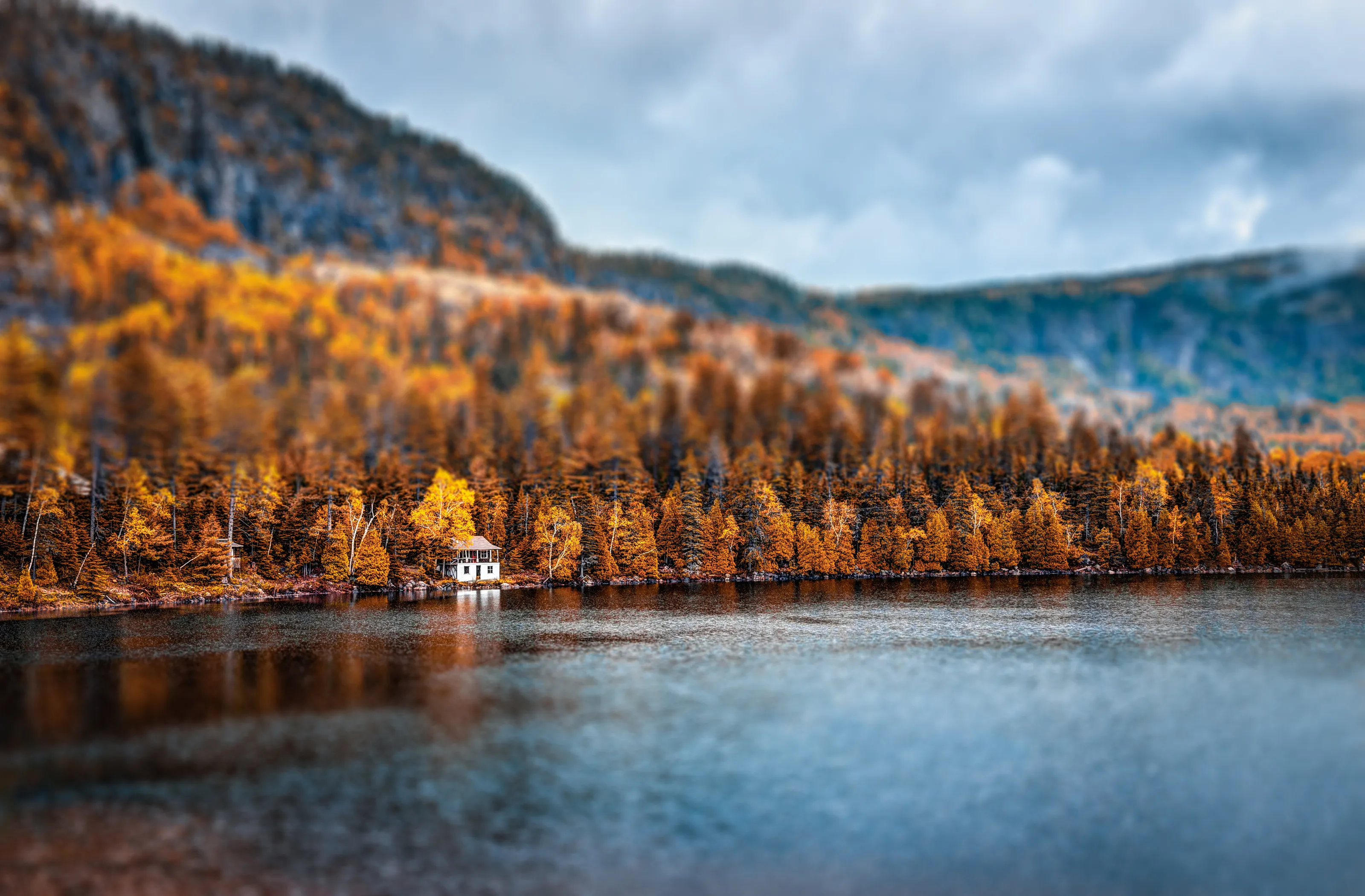 Trees, Buildings and Water Together