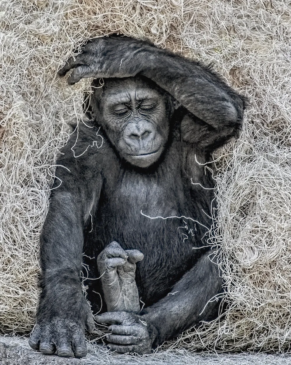 Entry 5212756
