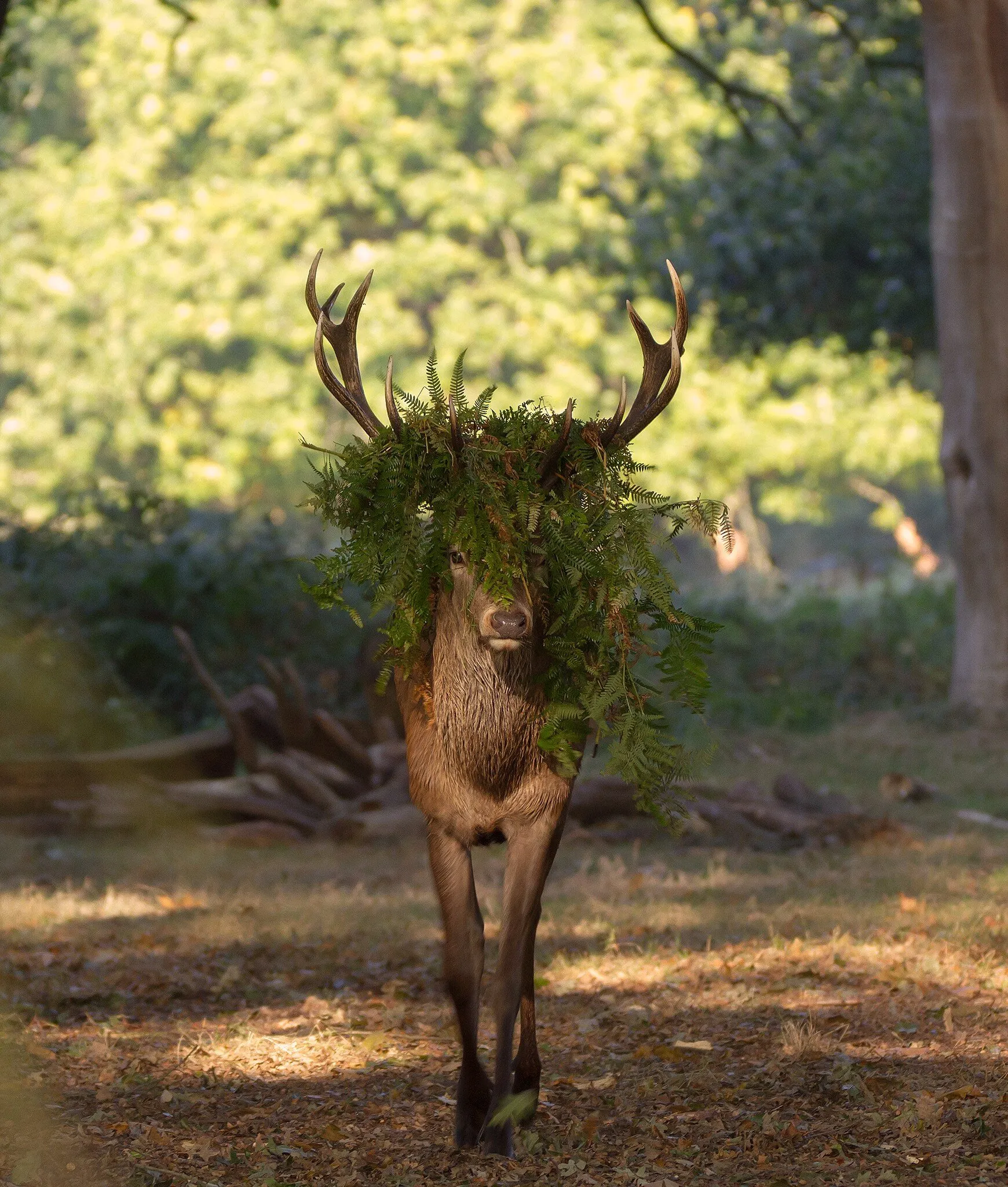 Red Deer