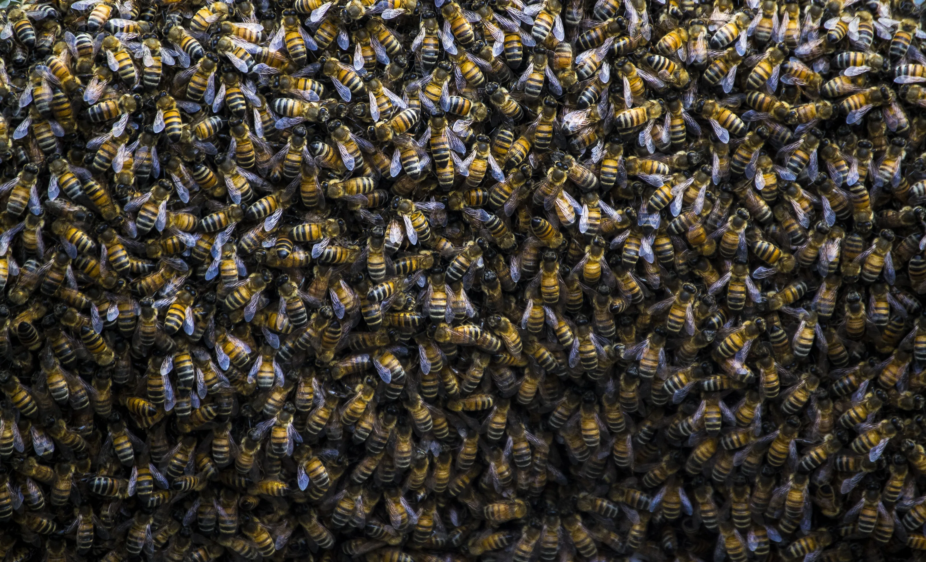 busy crowd