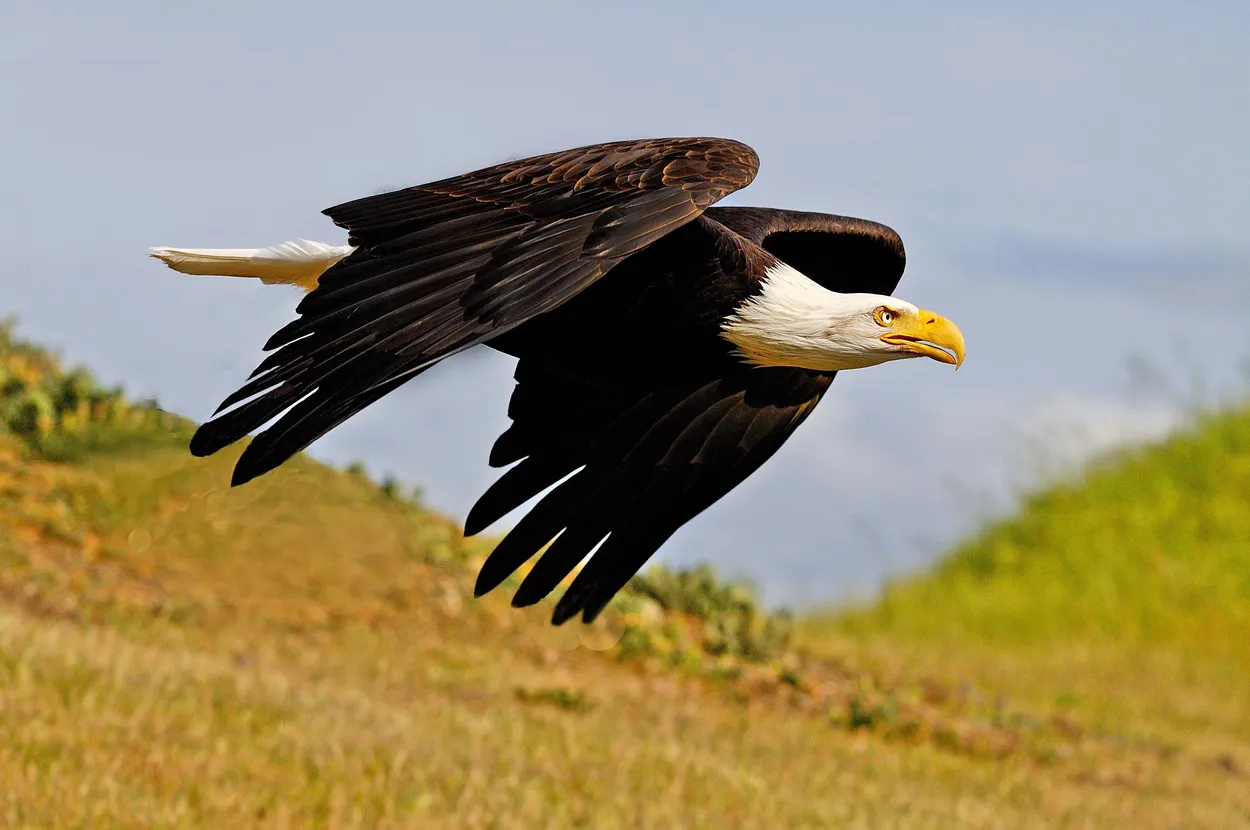 Entry 4924063