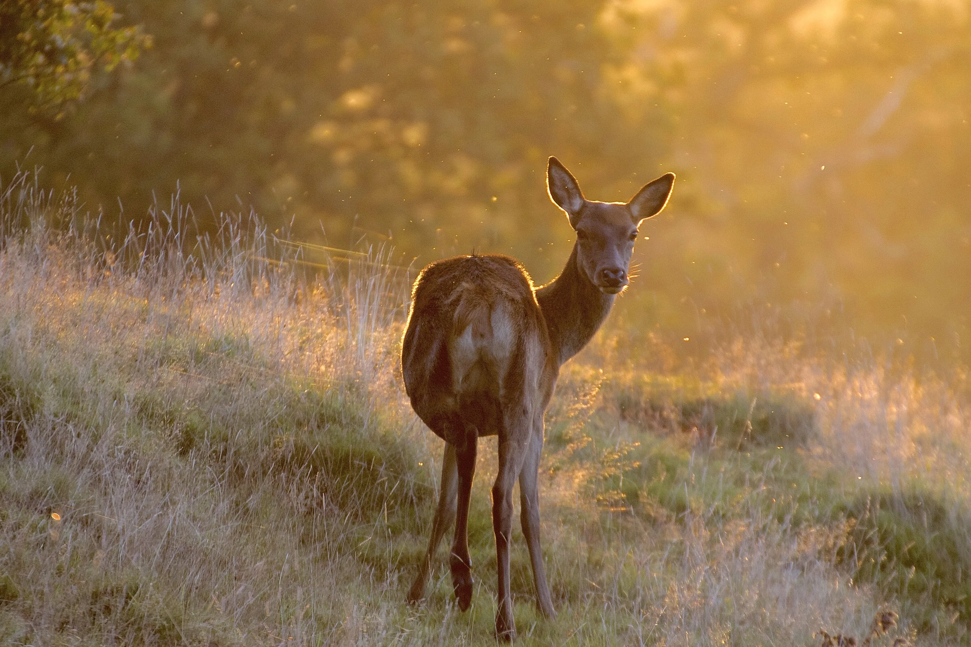Golden dawn