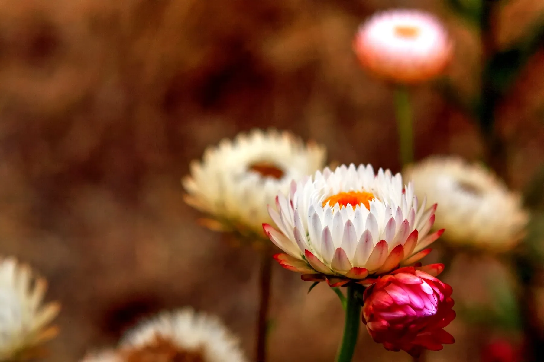 Straw Flower