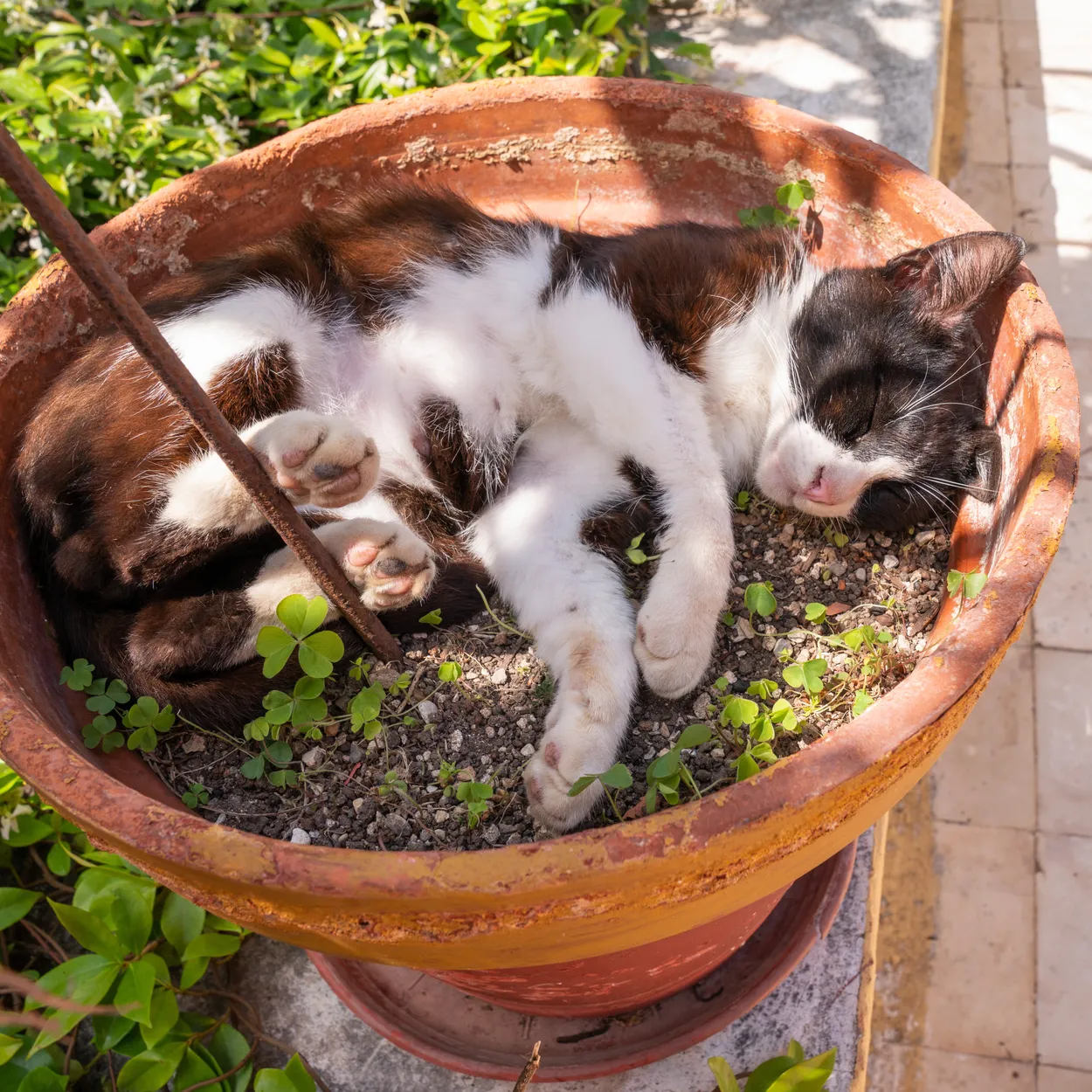Entry 8148828