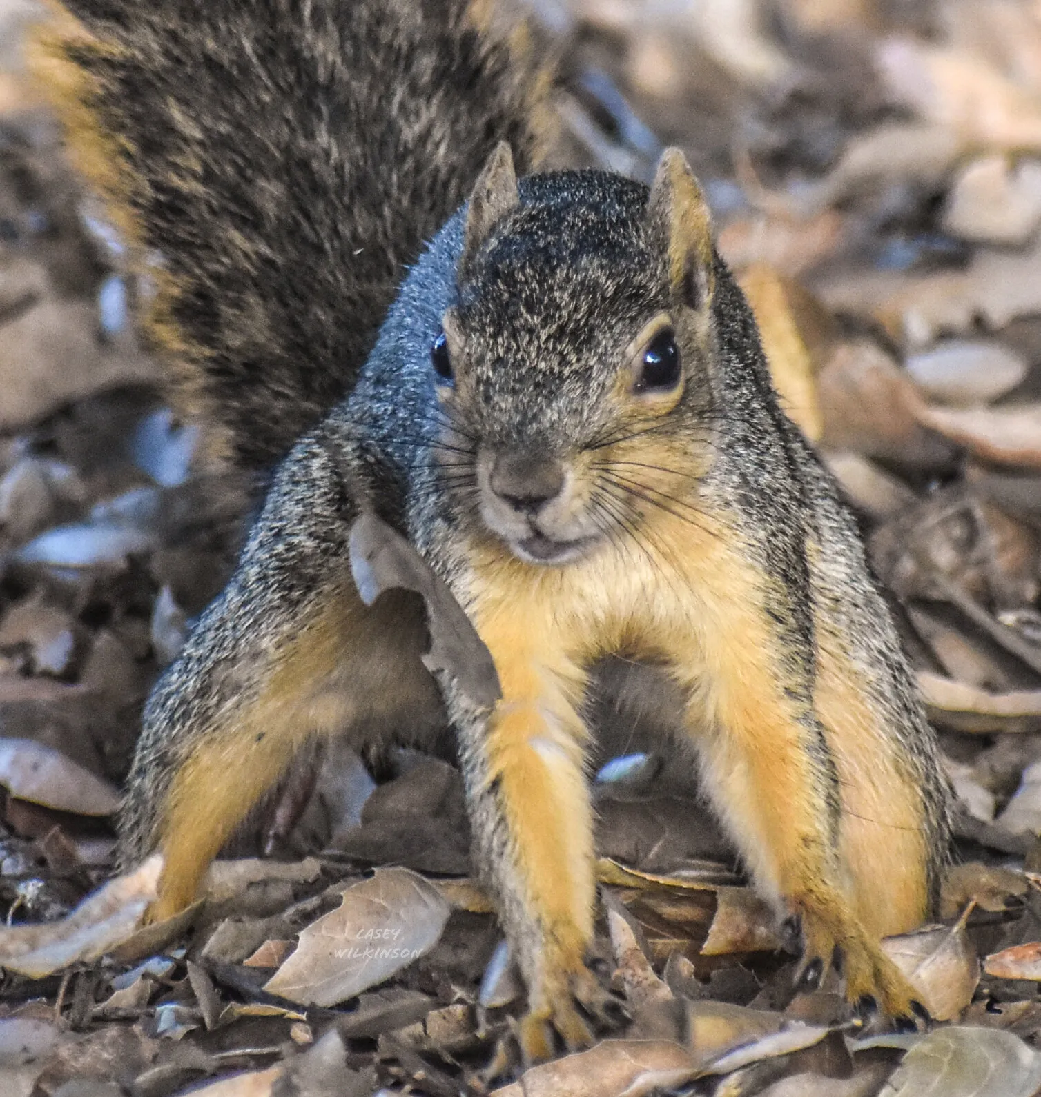 Squirrel