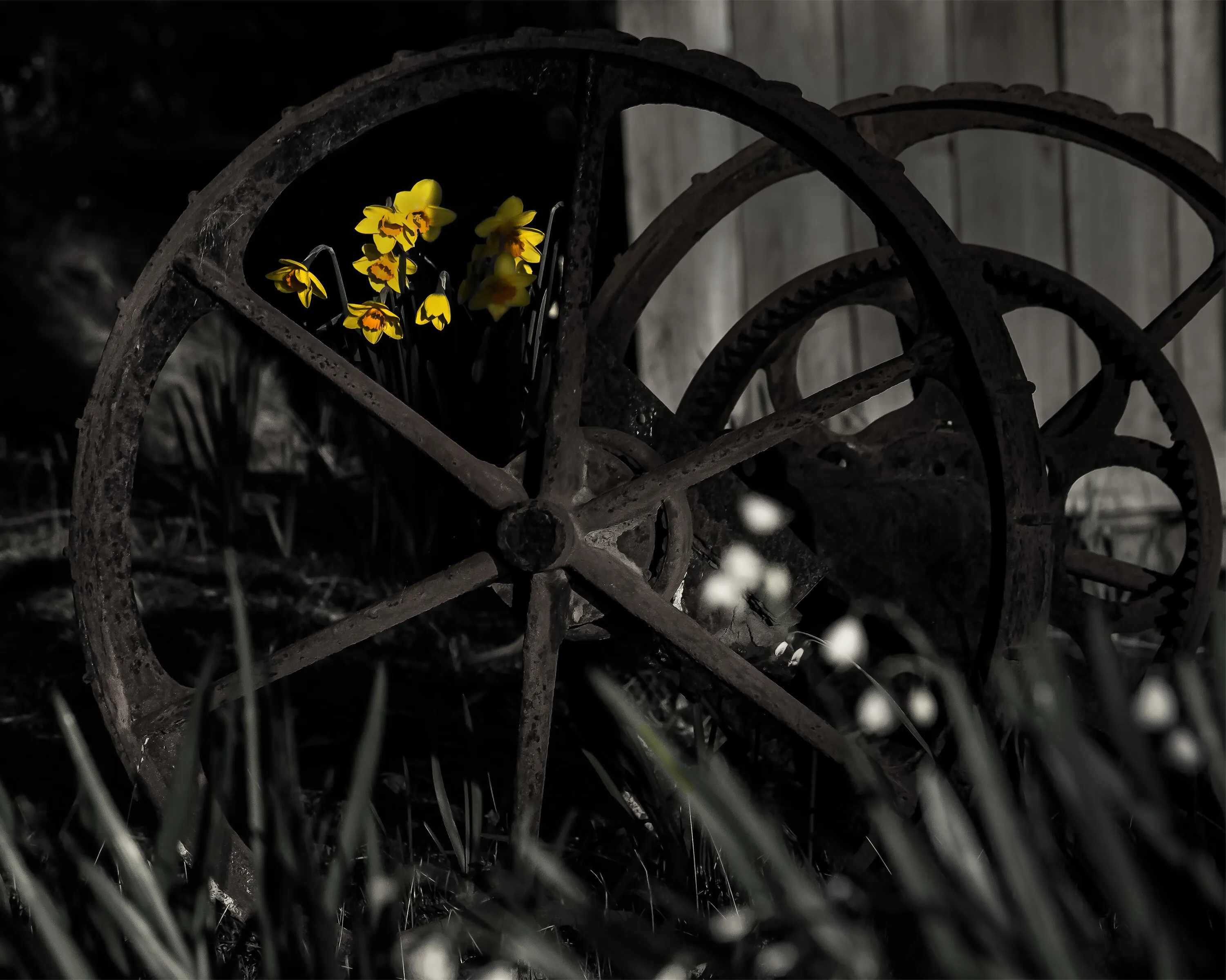 Daffodil Wheel