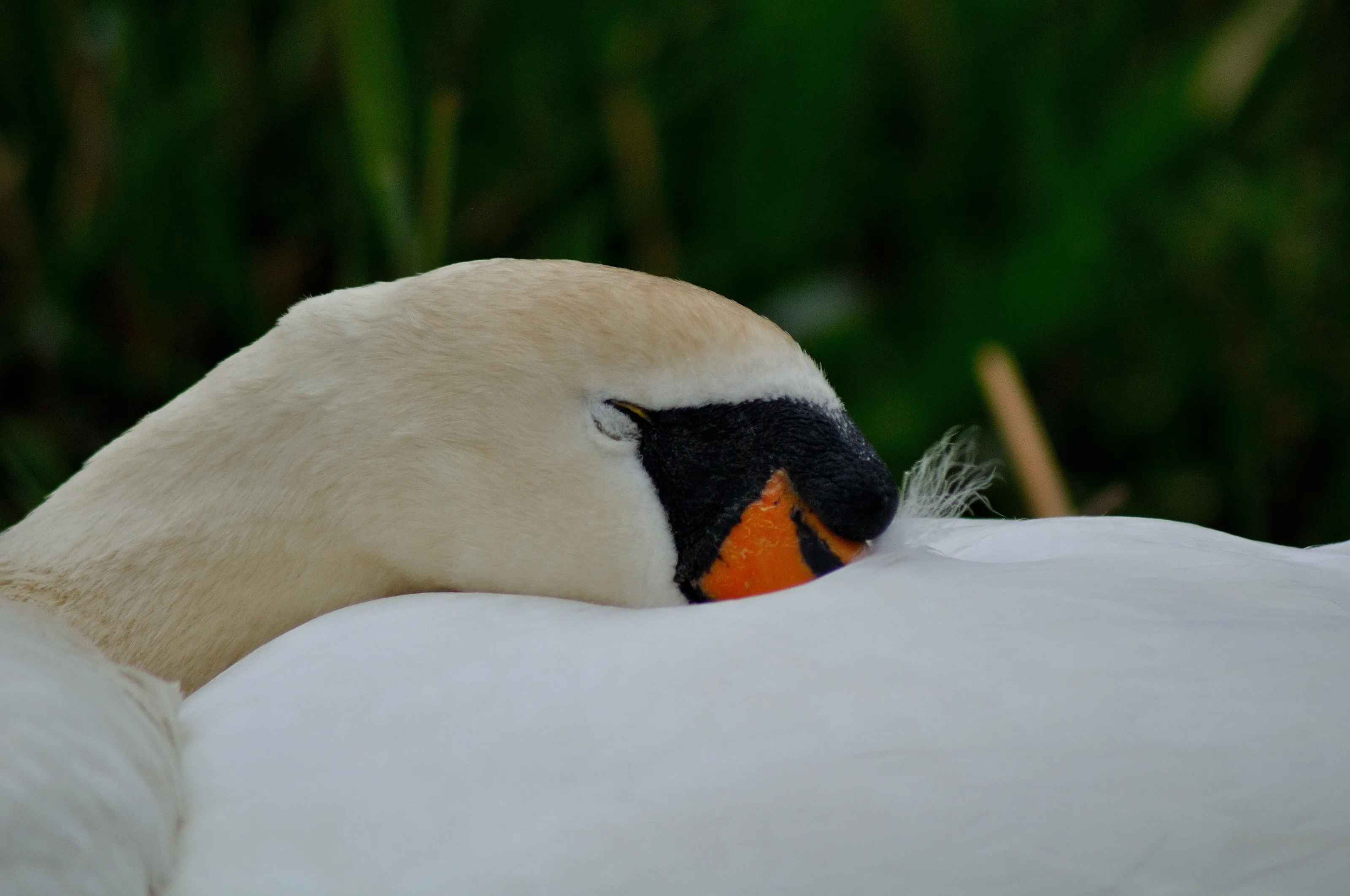 Resting swan