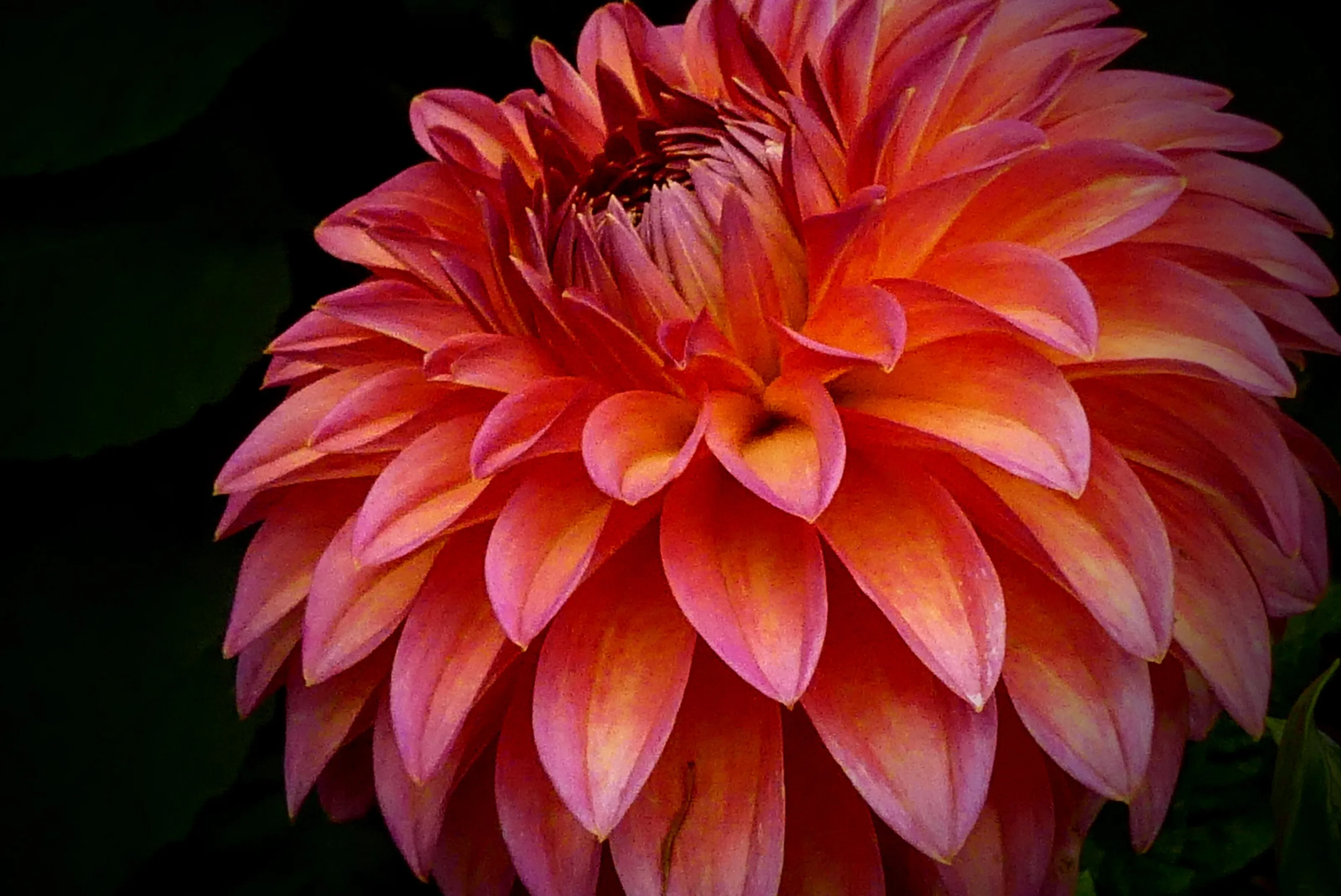 Close to Dahlia