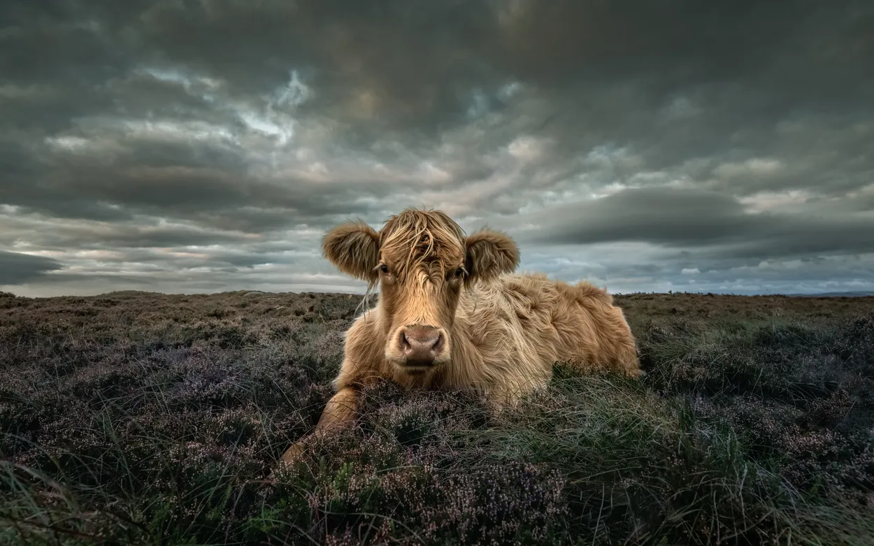 Entry 12805970