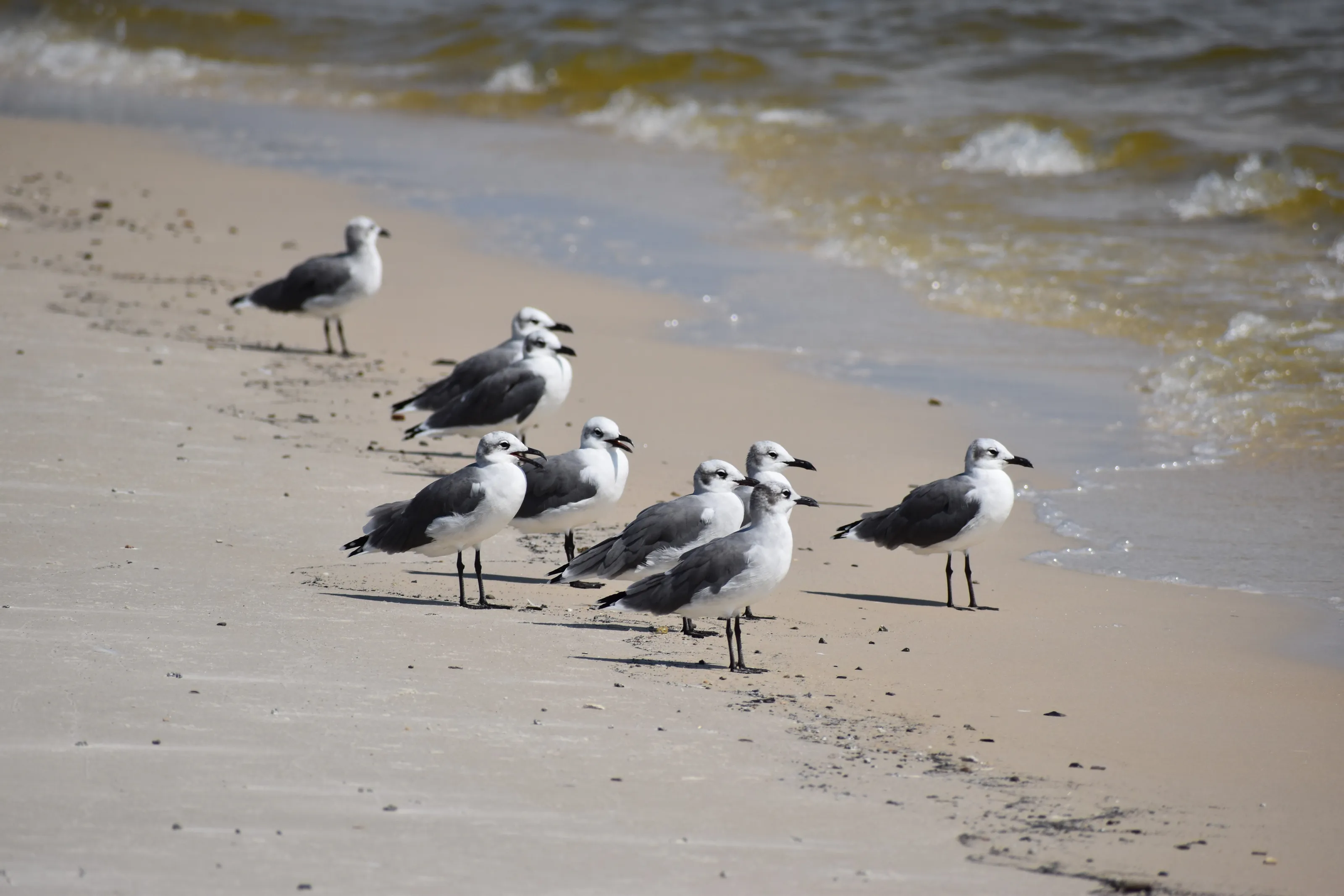 Seagulls