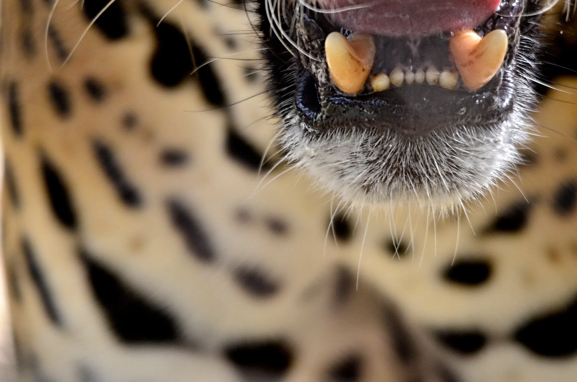 The Jaguar