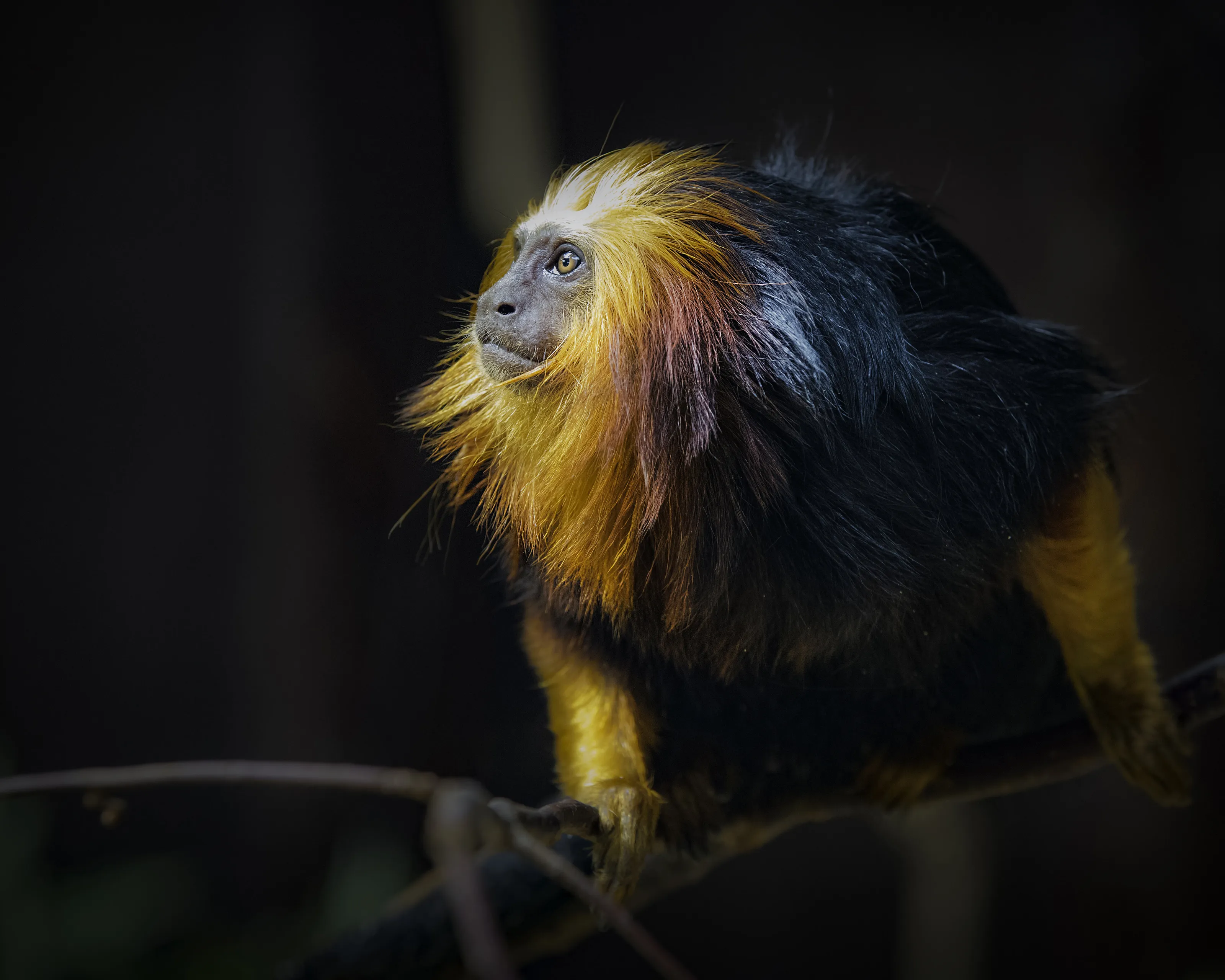 Lion Tamarin