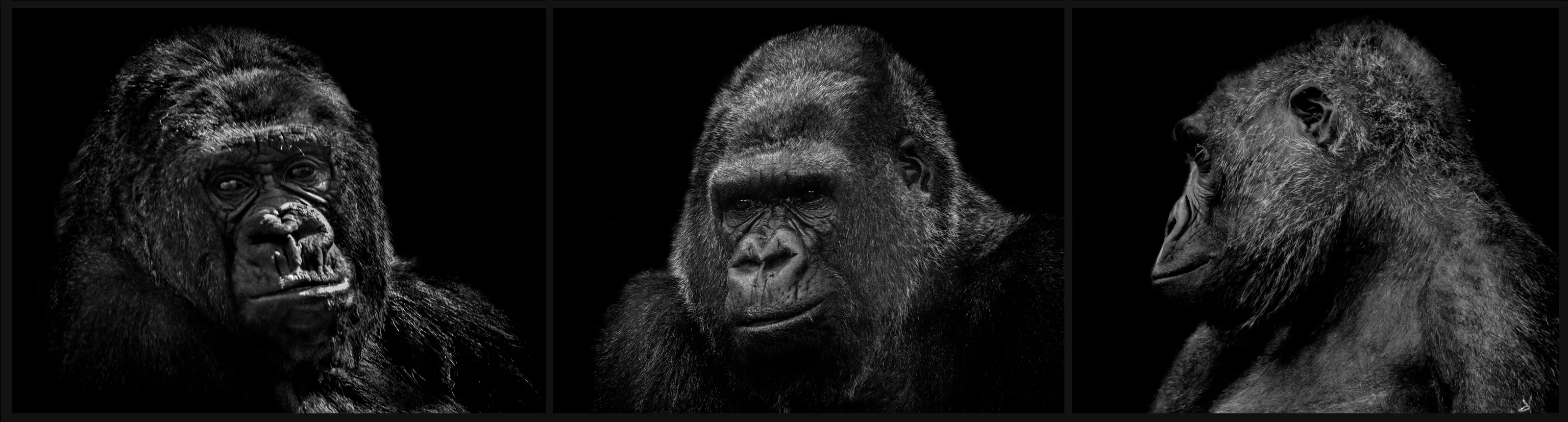 3 Gorillas