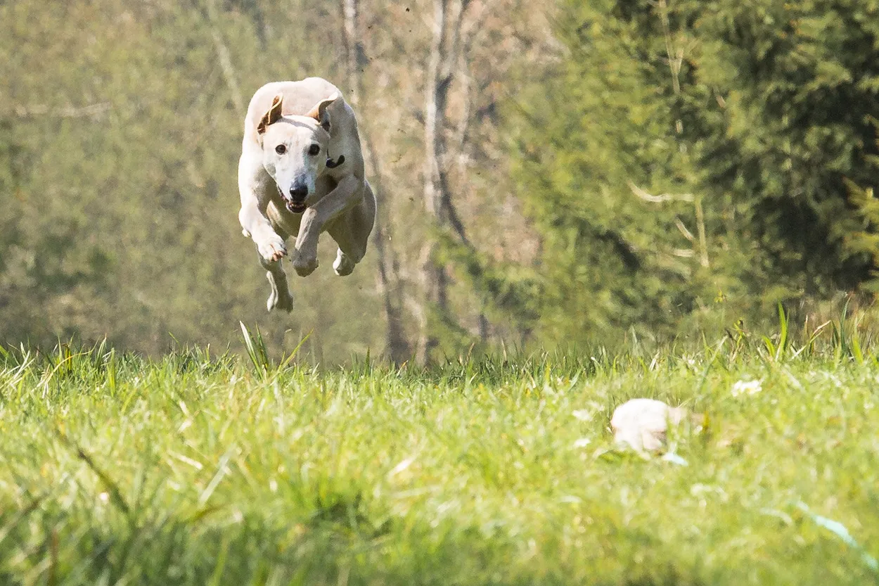 Entry 4942461