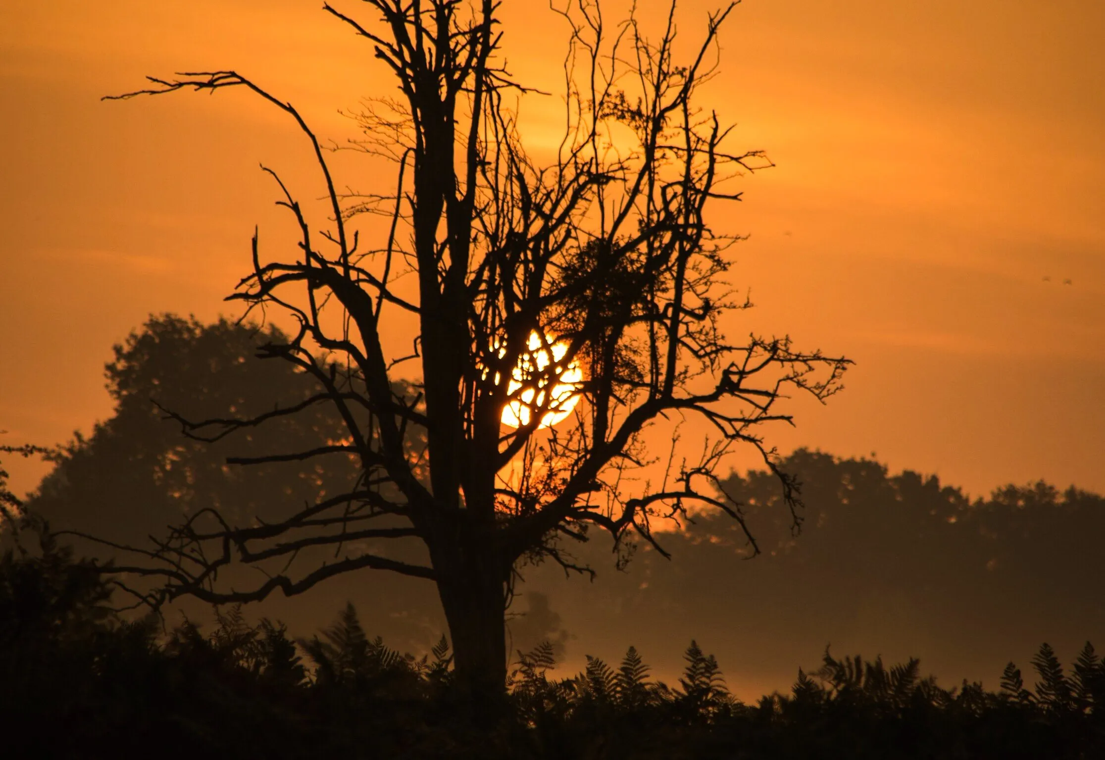 Sunrise tree