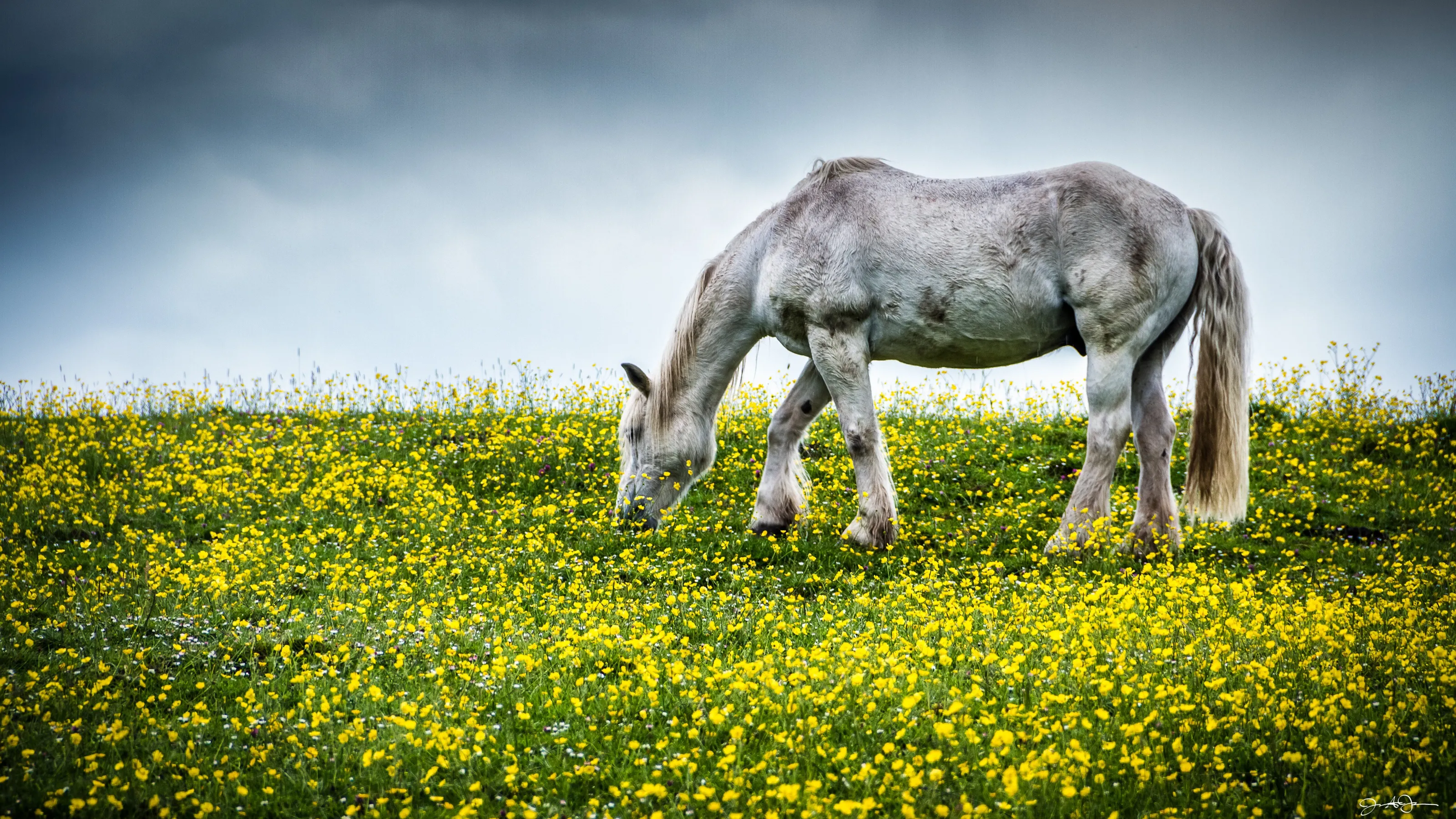 Grazing