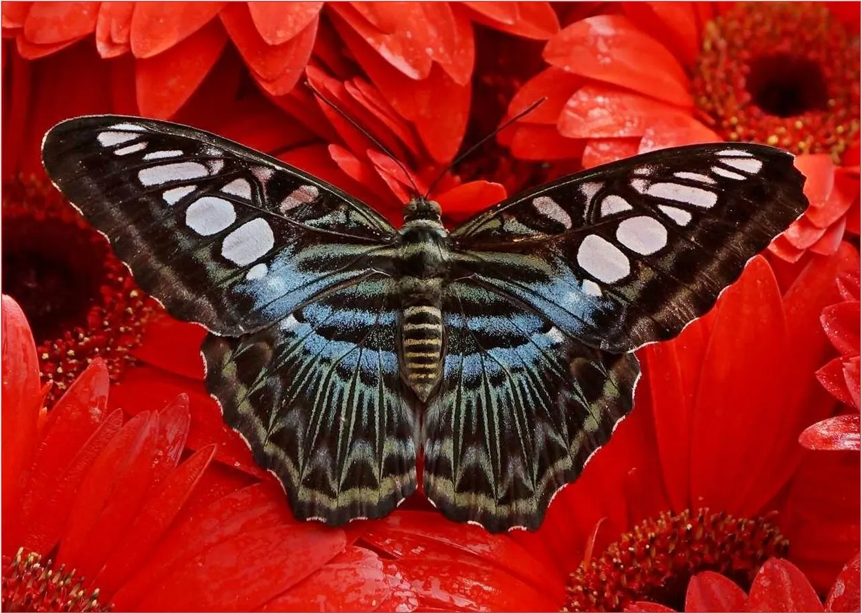 Entry 18371611