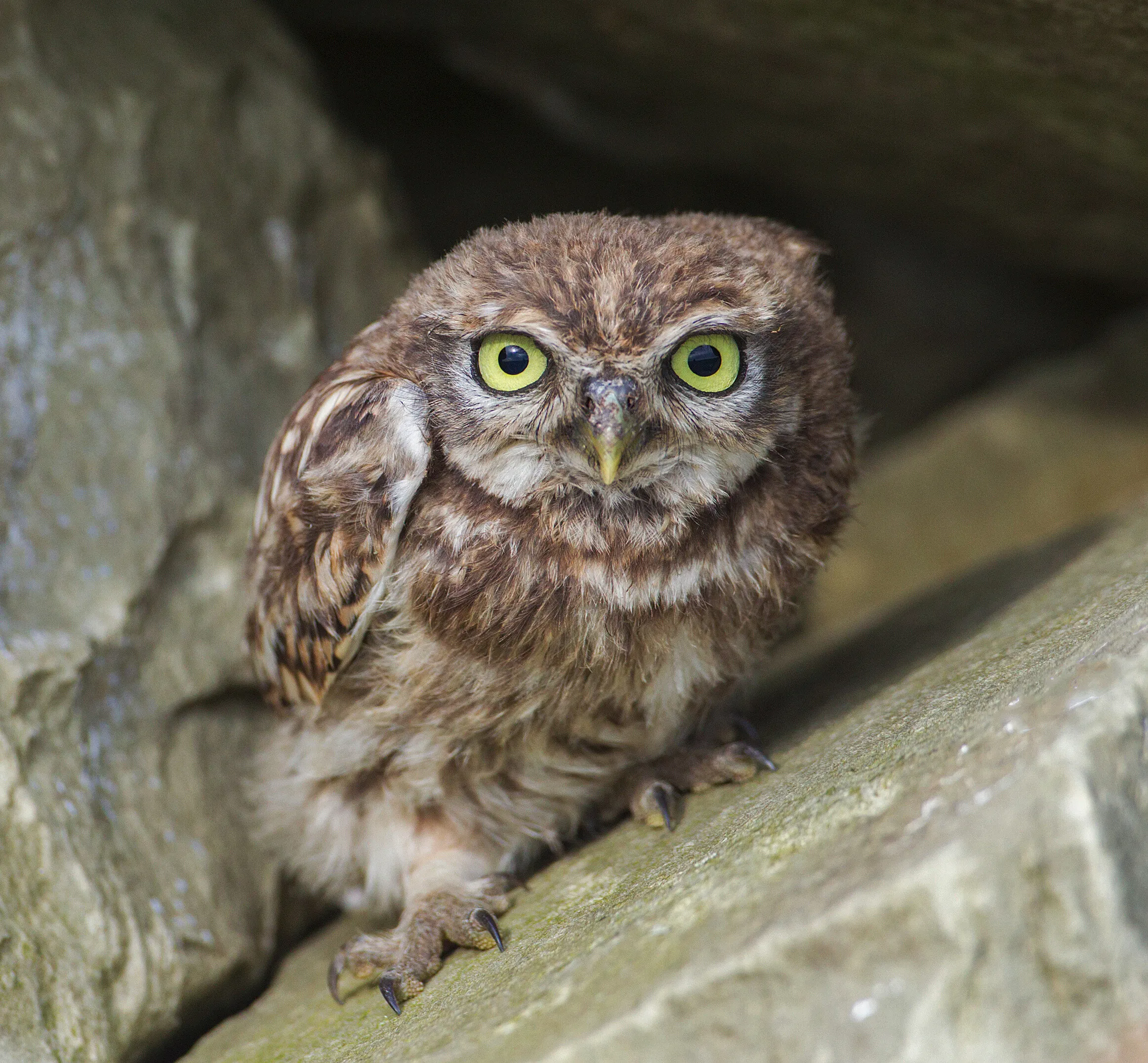 Juvenile little owl