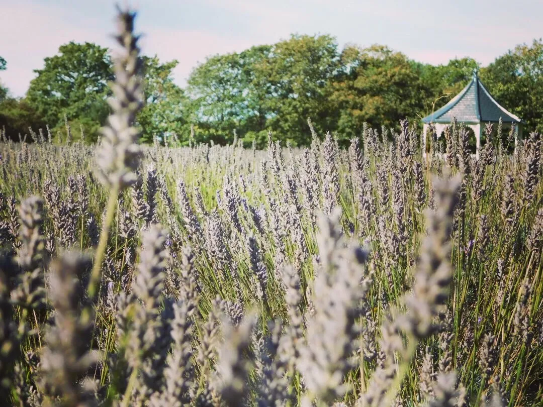 Lavender fields