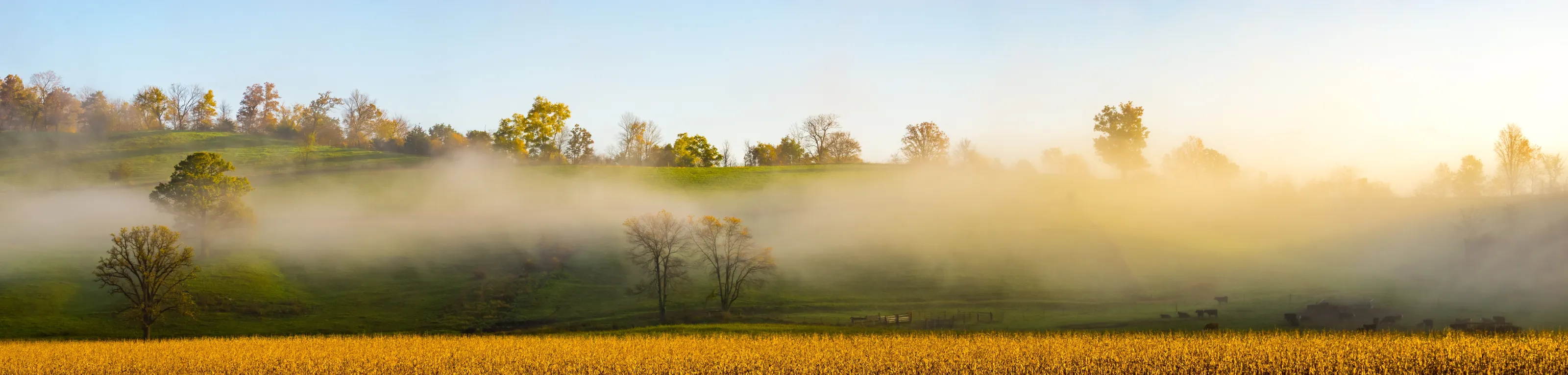 Foggy Pastures